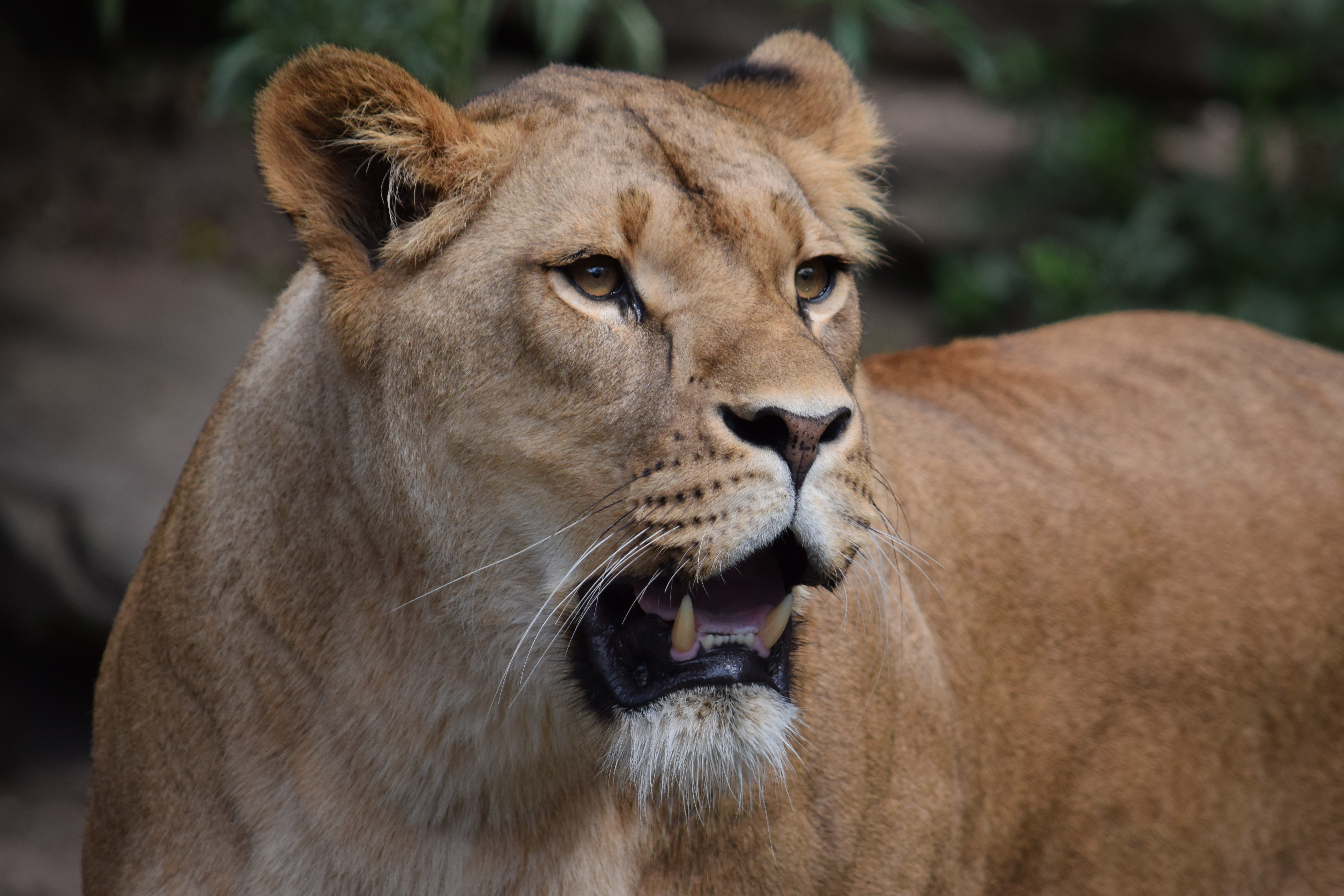 Обои глаза, морда, взгляд, хищник, лев, пасть, львица, eyes, face, look, predator, leo, mouth, lioness разрешение 5551x3701 Загрузить