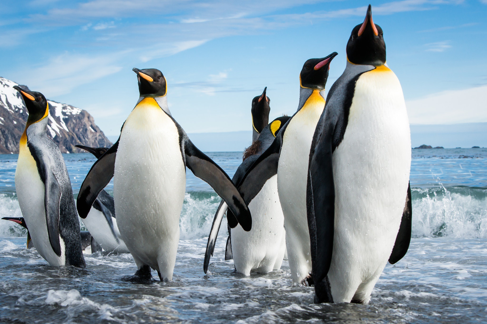 Обои море, пляж, стая, пингвины, sea, beach, pack, penguins разрешение 2048x1365 Загрузить