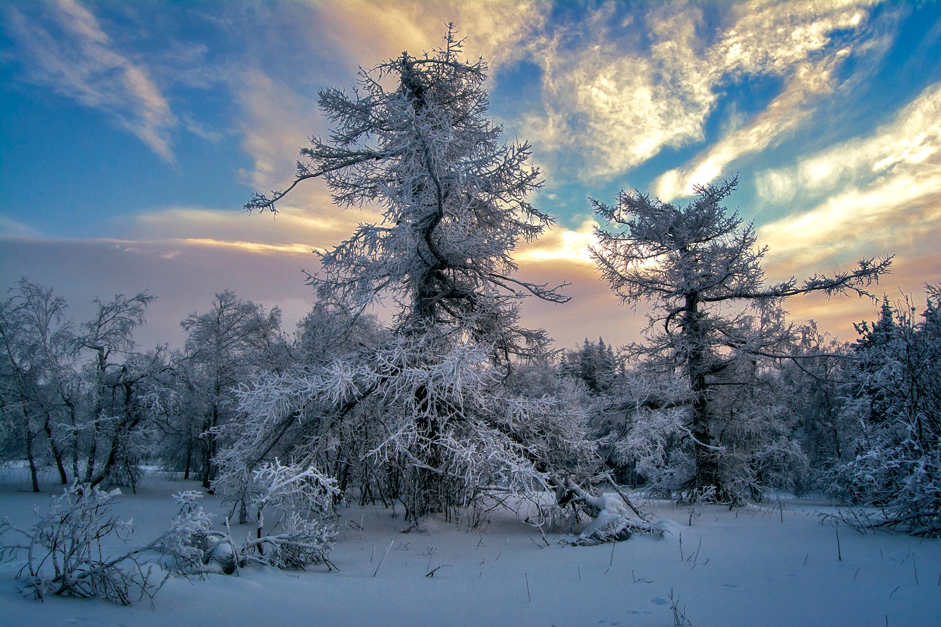 природа снег деревья зима облака nature snow trees winter clouds без смс