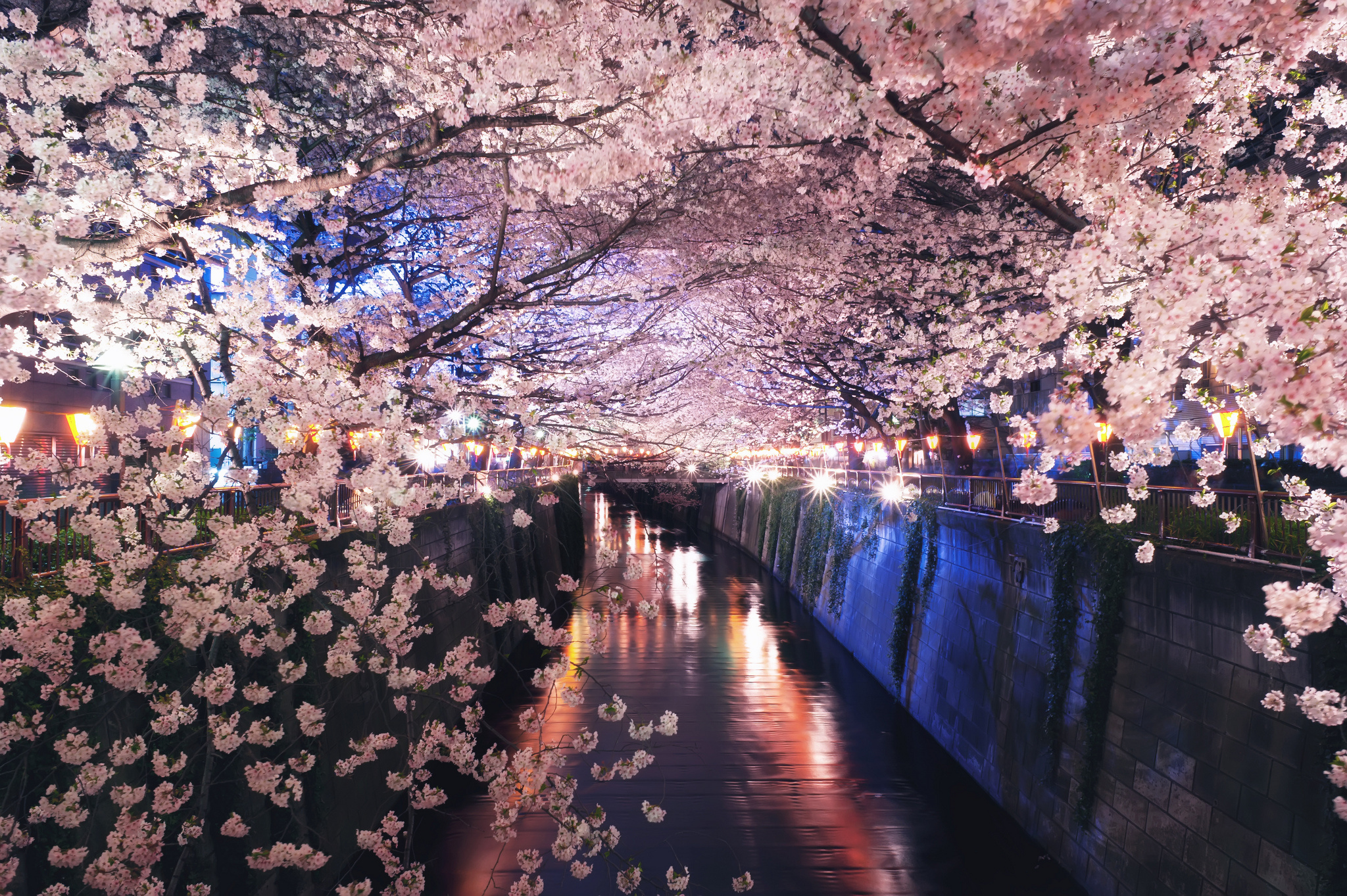 Южные сакуры. Река Мегуро Токио. Корея черри блоссом. Цветение Сакуры в Южной Корее. Черри блоссом в Токио.