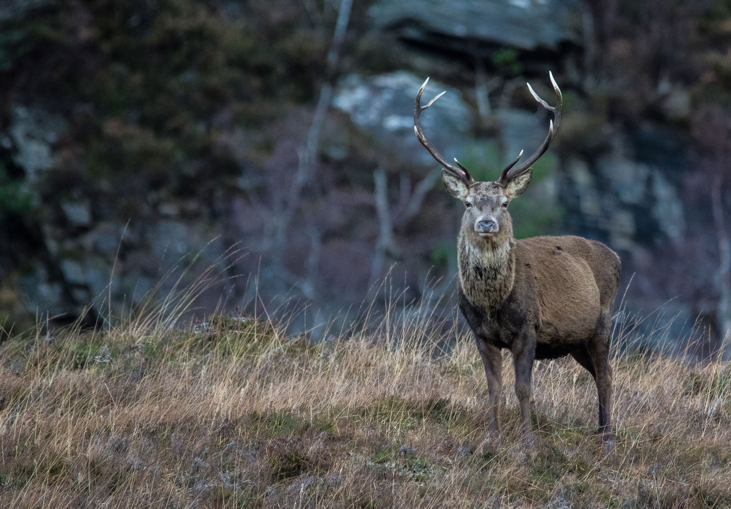 Обои трава, природа, олень, рога, благородный олень, grass, nature, deer, horns, red deer разрешение 2560x1785 Загрузить