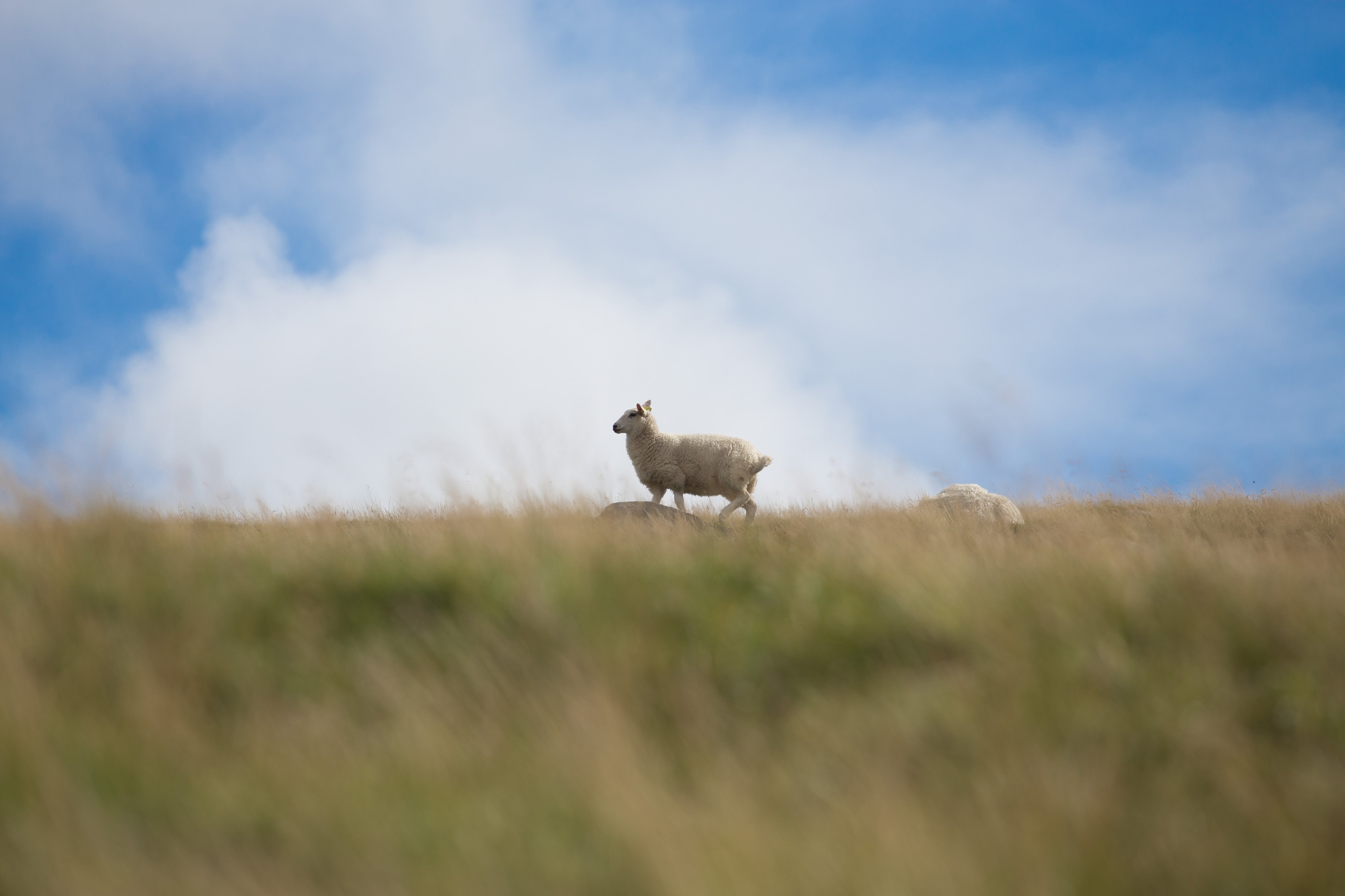 Обои небо, трава, облака, поле, баран, овца, the sky, grass, clouds, field, ram, sheep разрешение 3543x2362 Загрузить