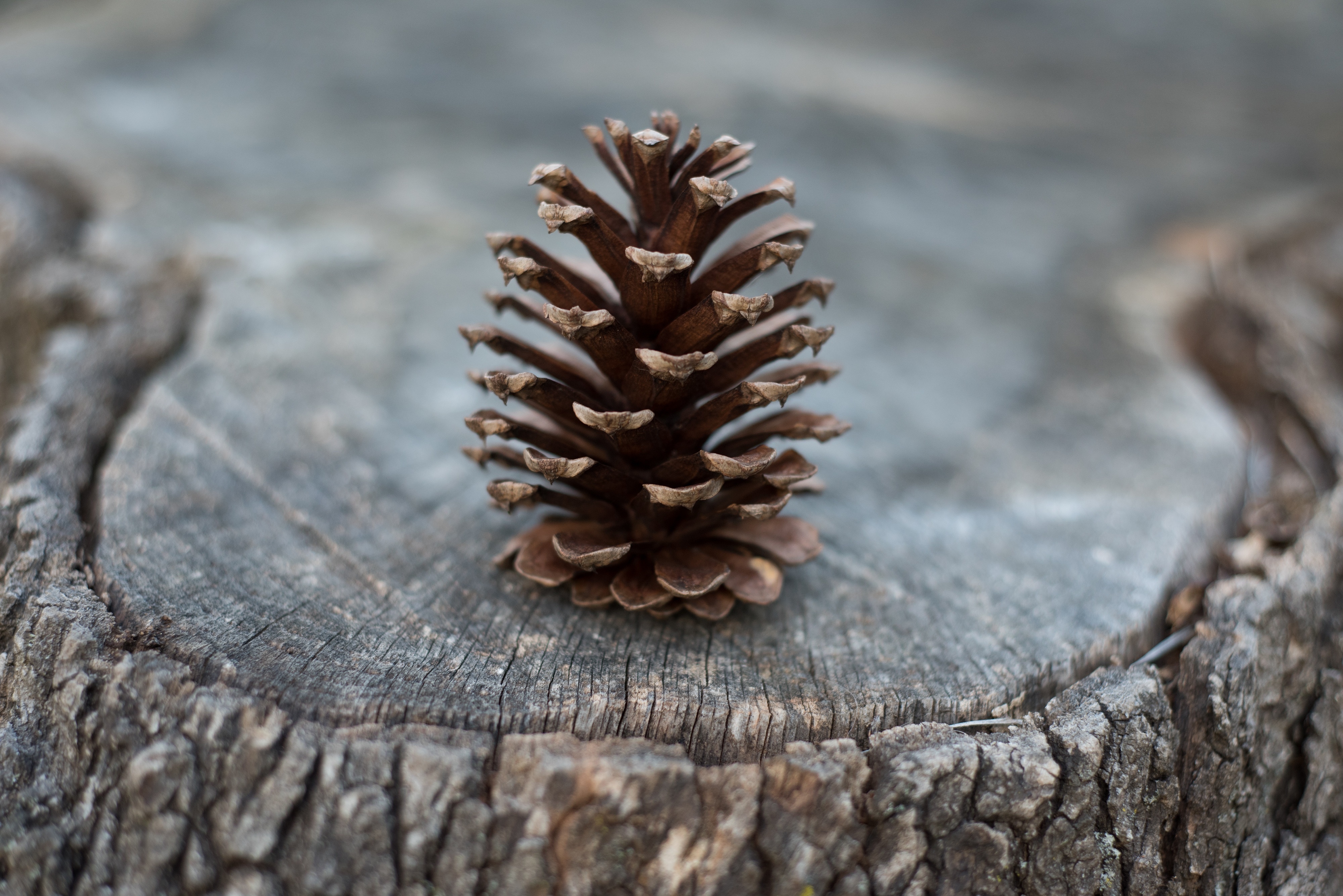 Обои природа, макро, шишка, пень, пенек, nature, macro, bump, stump разрешение 4000x2670 Загрузить