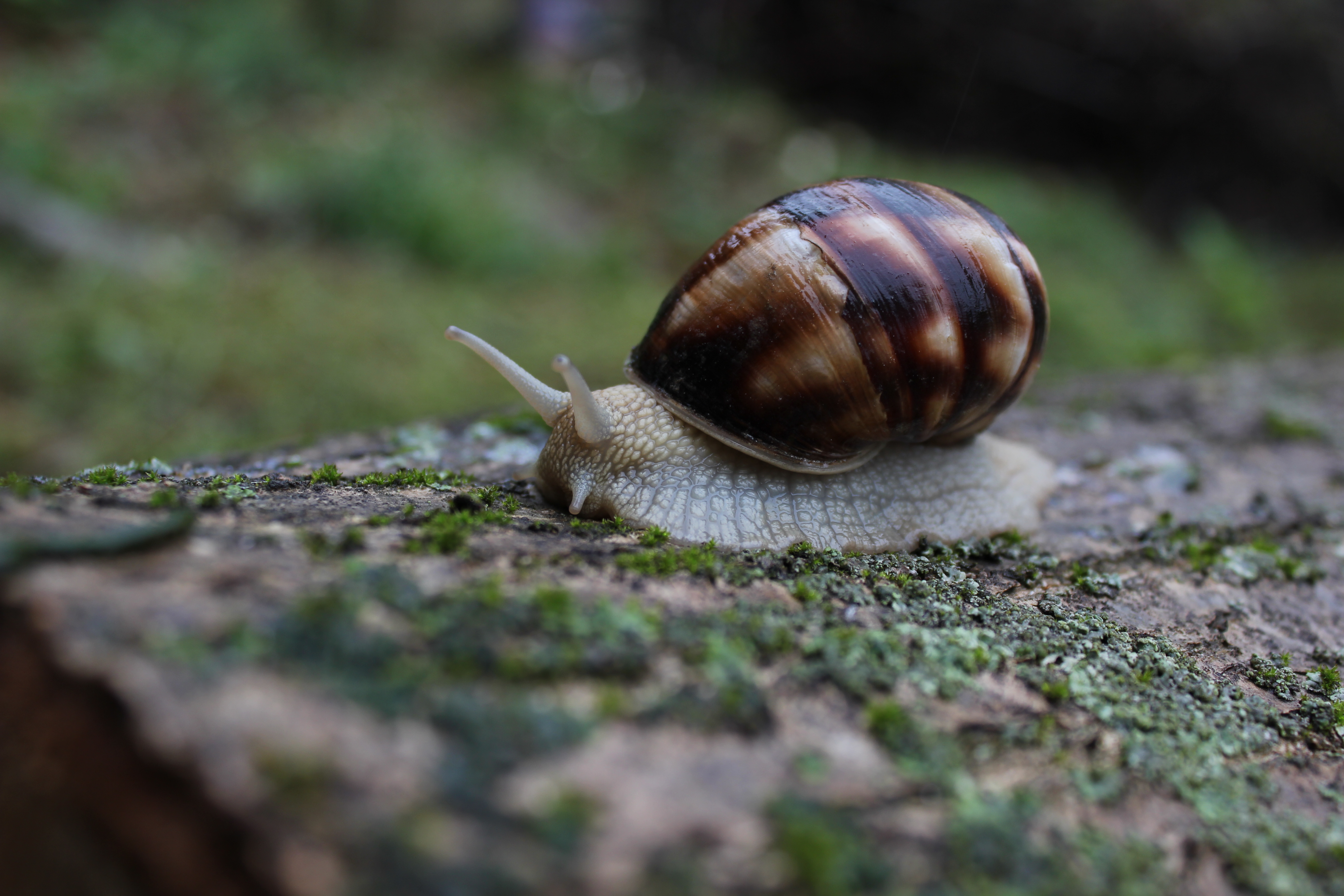 Обои природа, макро, моллюск, улитка, слизень, nature, macro, clam, snail, slug разрешение 5184x3456 Загрузить