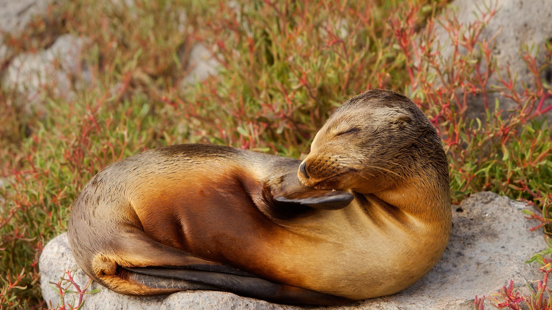 Обои природа, тюлень, морской лев, галапагосские острова, эквадор, nature, seal, sea lion, the galapagos islands, ecuador разрешение 1920x1080 Загрузить