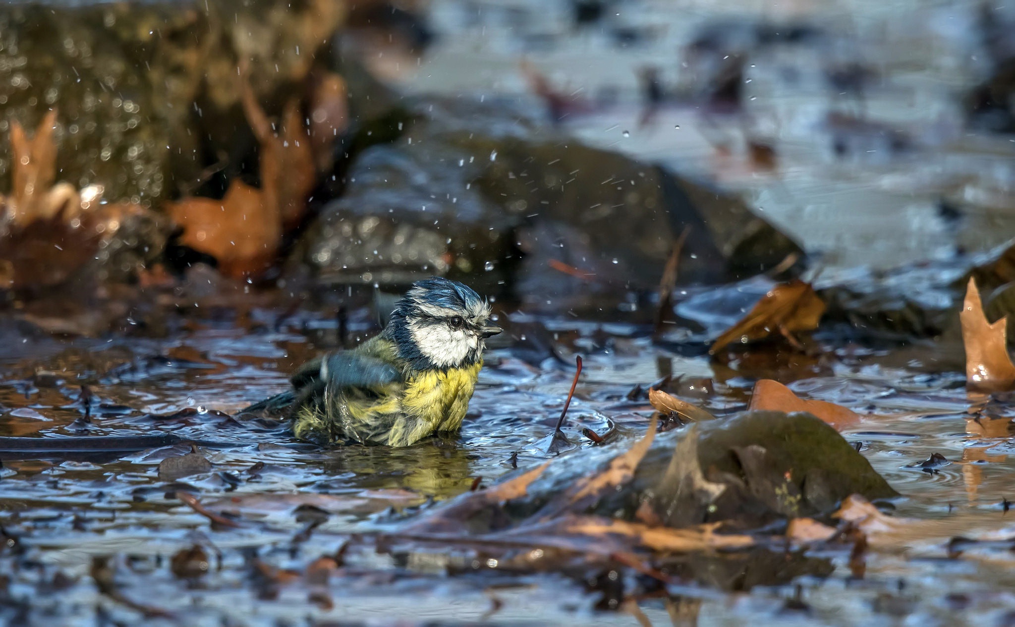 Обои природа, листья, осень, птица, лужа, синица, nature, leaves, autumn, bird, puddle, tit разрешение 2048x1265 Загрузить