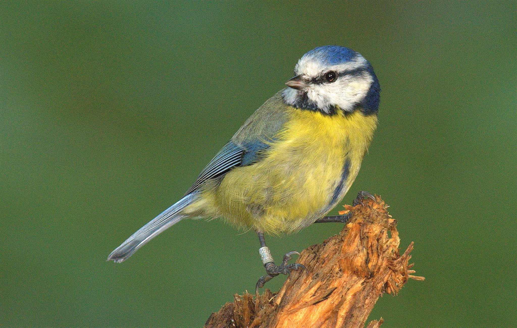 Обои природа, фон, птица, перья, синица, nature, background, bird, feathers, tit разрешение 2048x1301 Загрузить