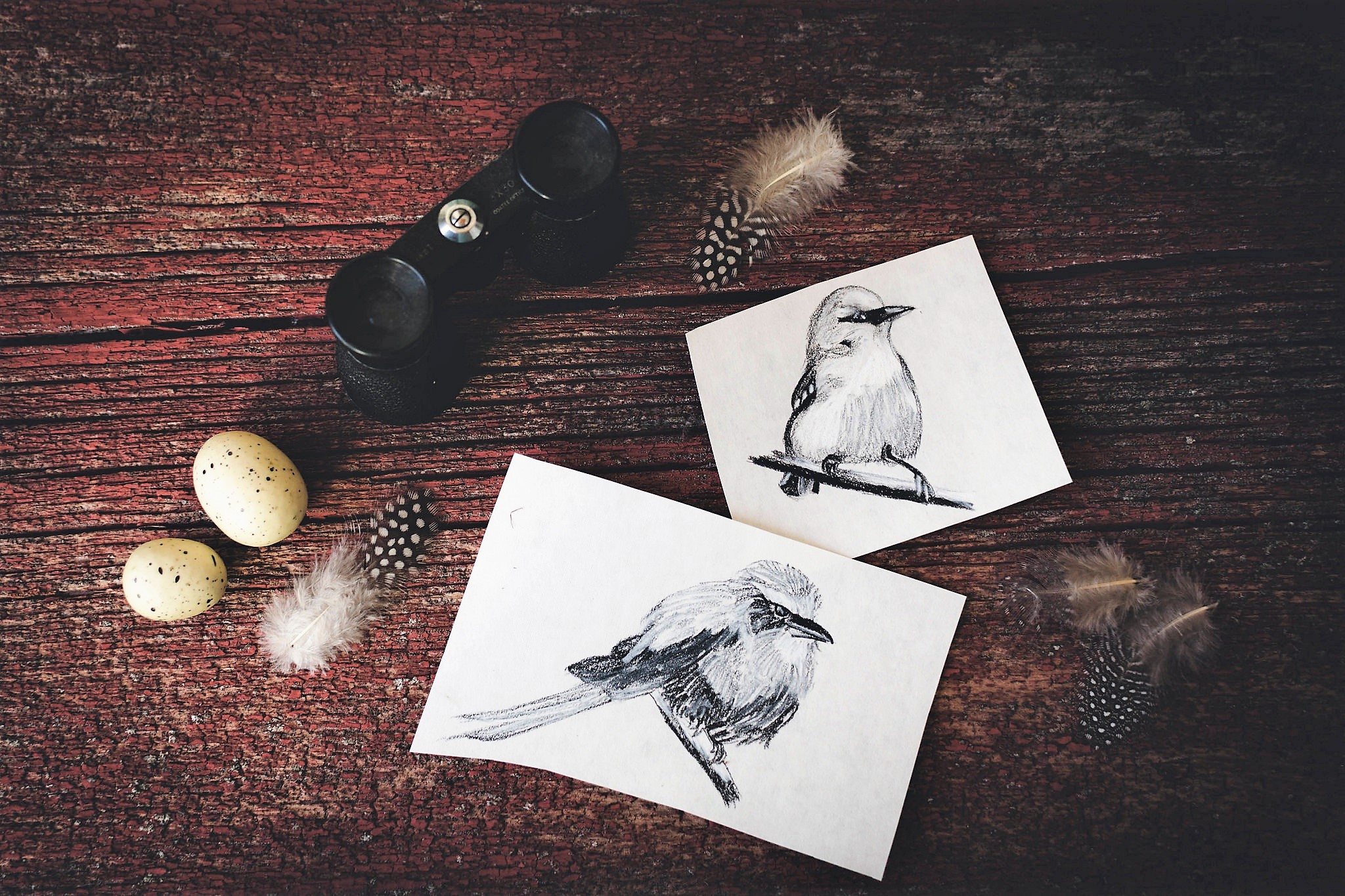 Обои птицы, рисунки, перья, яйца, птичка, бинокль, birds, drawings, feathers, eggs, bird, binoculars разрешение 2048x1365 Загрузить