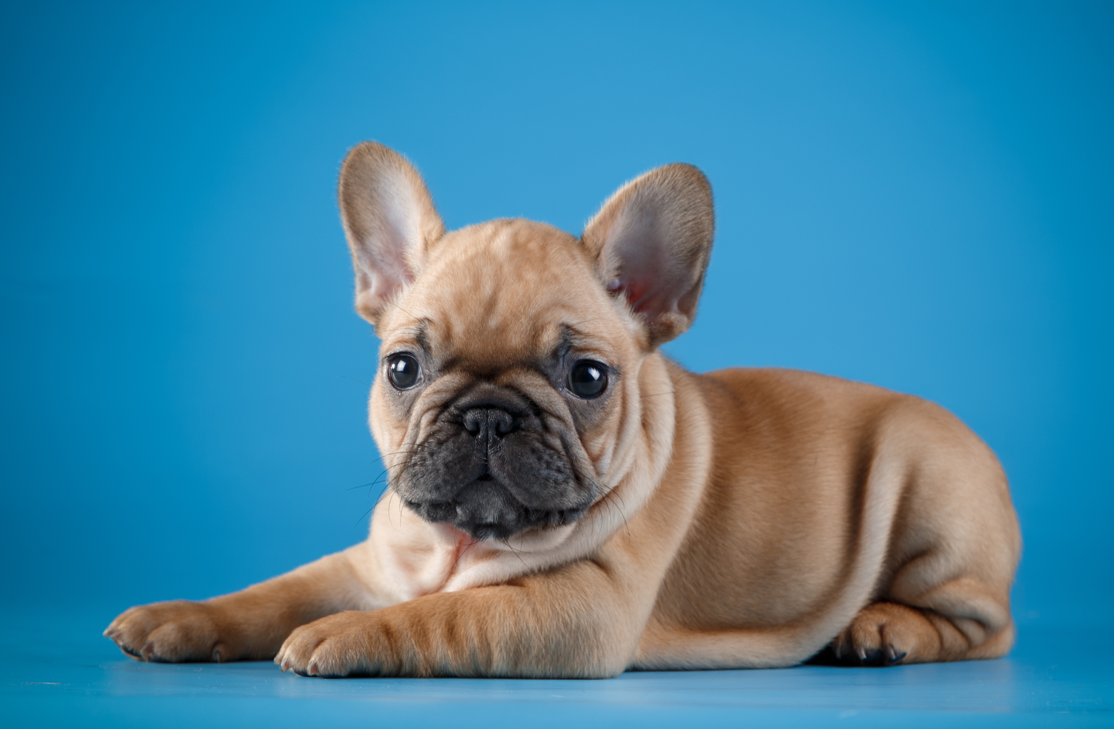 French bulldog. Собака французский бульдог. Французский бульдог щенок. Собака французский бульдог фото. Французский бульдог ibyrb.