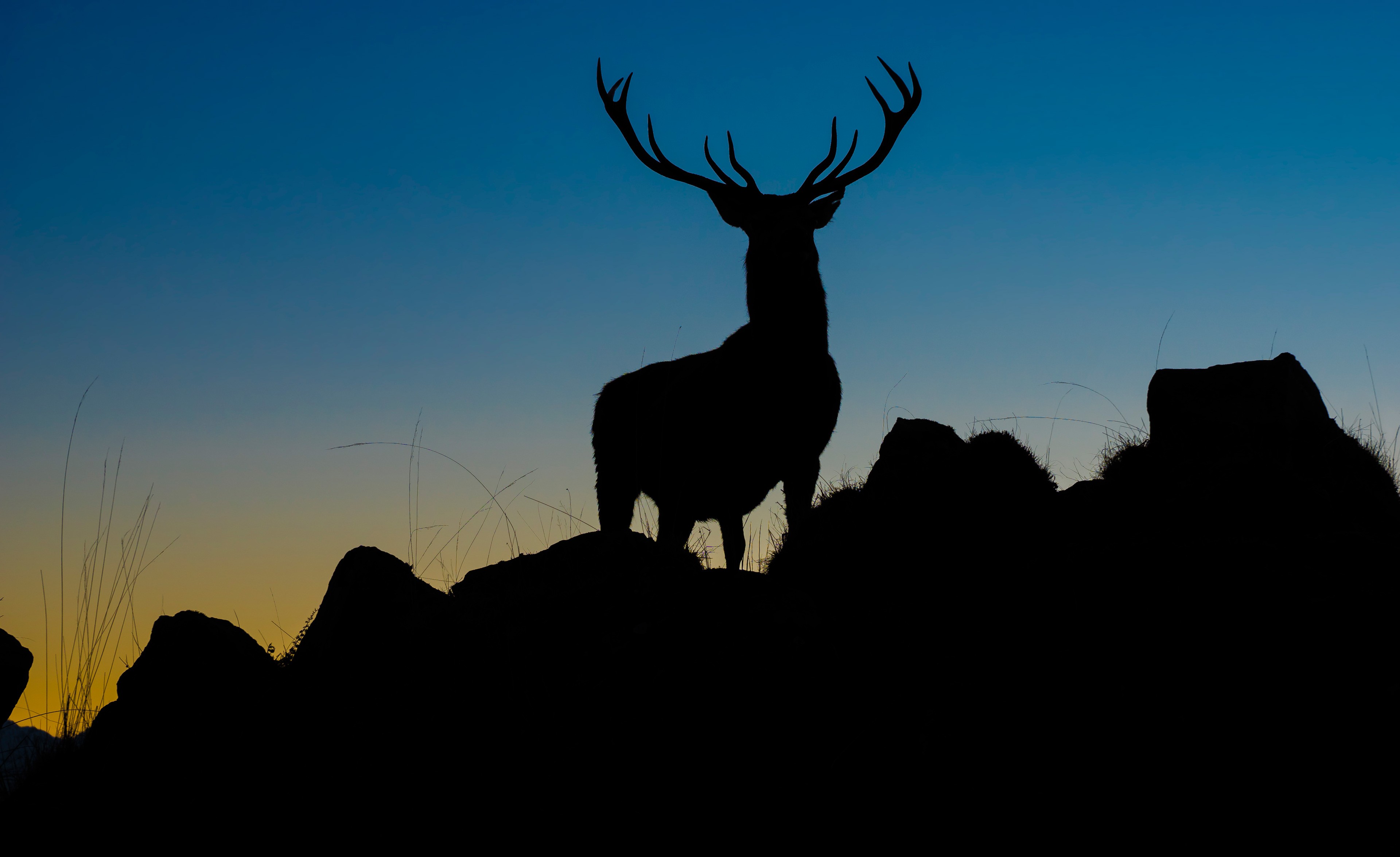 Обои вечер, природа, камни, олень, фон, силуэт, рога, the evening, nature, stones, deer, background, silhouette, horns разрешение 3840x2350 Загрузить