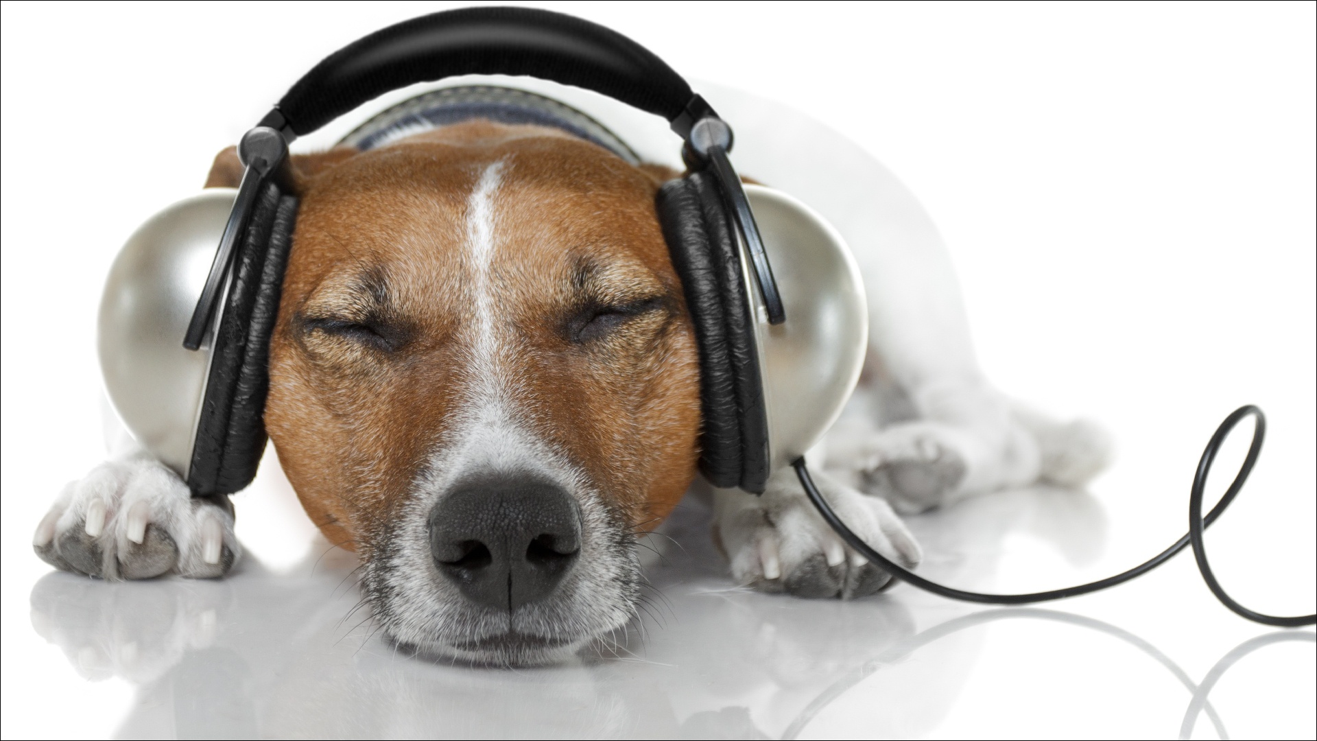 Обои музыка, собака, наушники, джек-рассел-терьер, music, dog, headphones, jack russell terrier разрешение 1920x1080 Загрузить