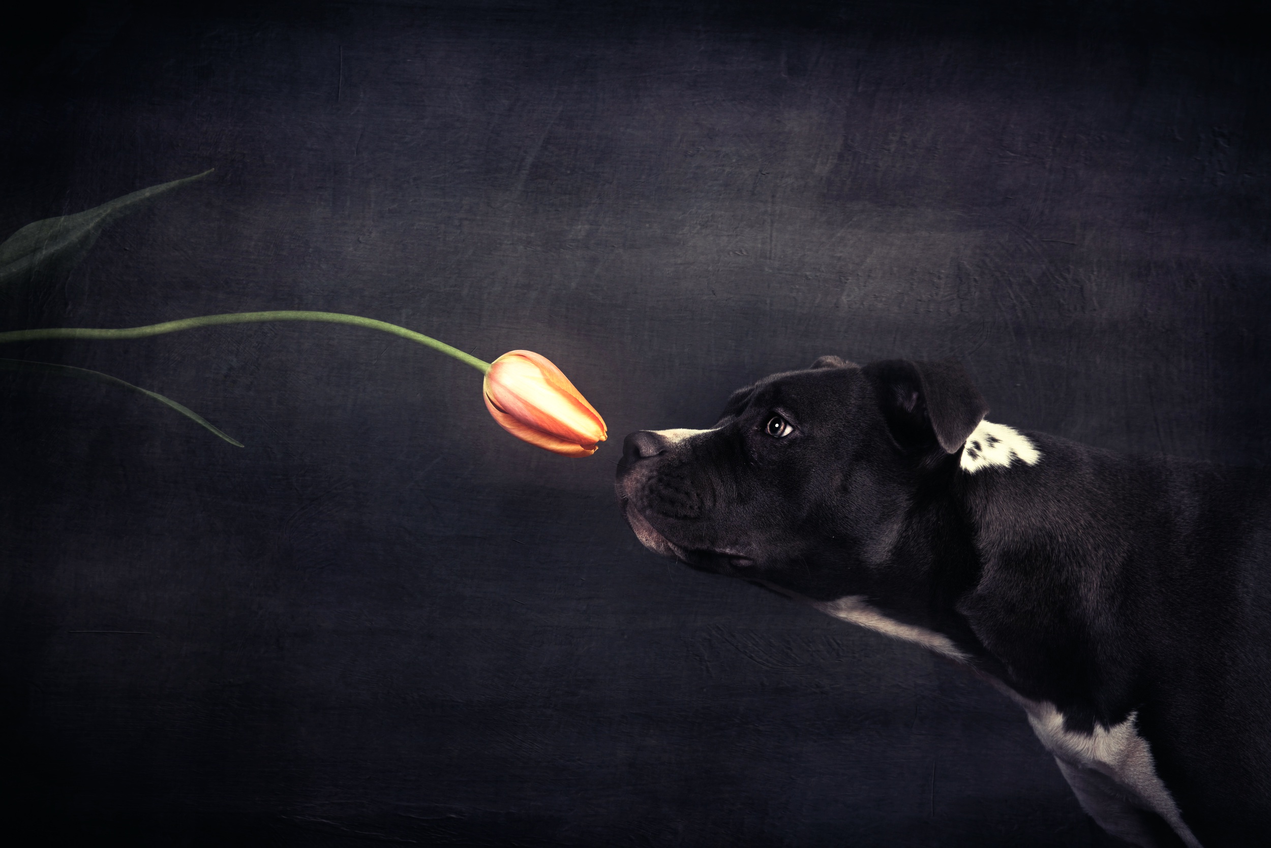 Обои цветок, собака, профиль, черный фон, тюльпан, flower, dog, profile, black background, tulip разрешение 2500x1669 Загрузить
