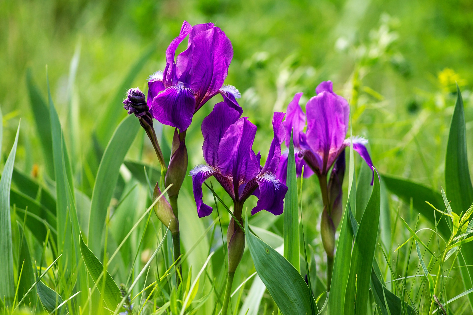 Обои цветы, трава, фиолетовый, весна, ирисы, ирис, flowers, grass, purple, spring, irises, iris разрешение 1920x1278 Загрузить