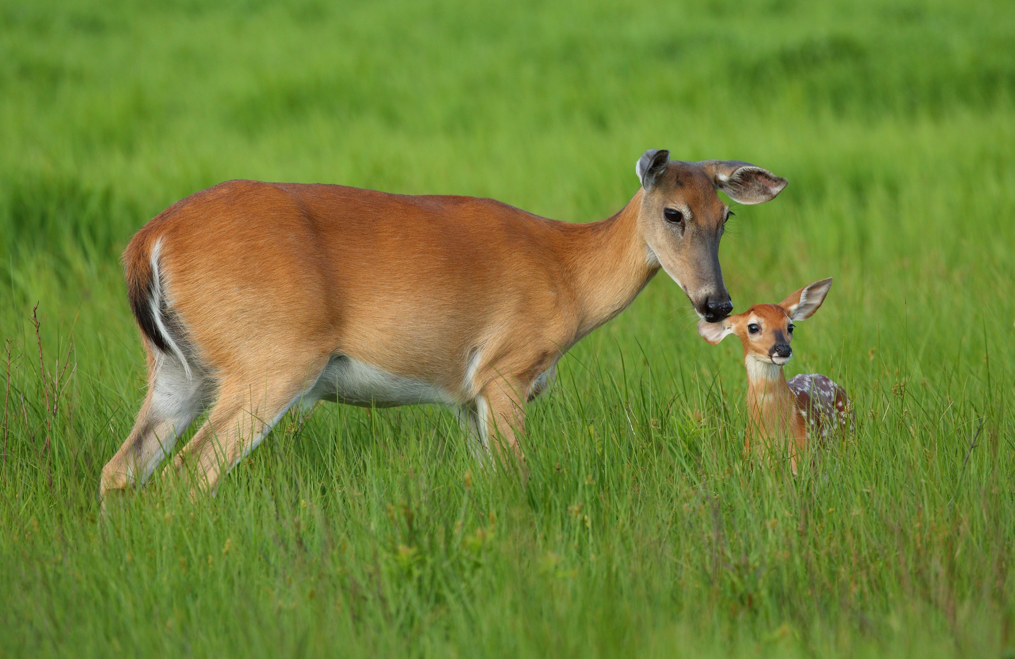 Обои трава, мама, малыш, олени, косуля, олененок, косули, grass, mom, baby, deer, roe, fawn разрешение 2034x1321 Загрузить