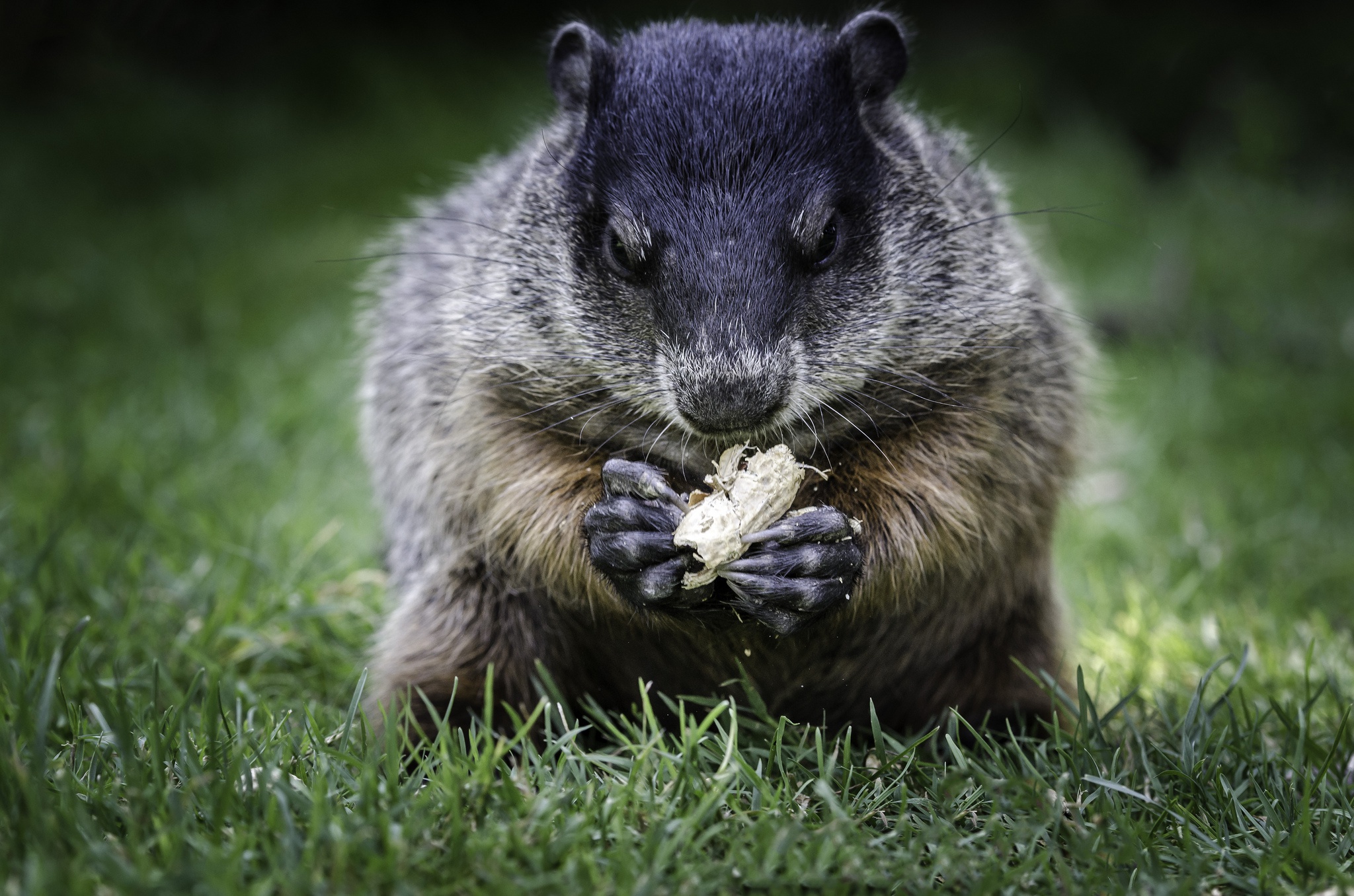 Обои трава, животное, орех, сурок, боке, grass, animal, walnut, marmot, bokeh разрешение 2048x1356 Загрузить