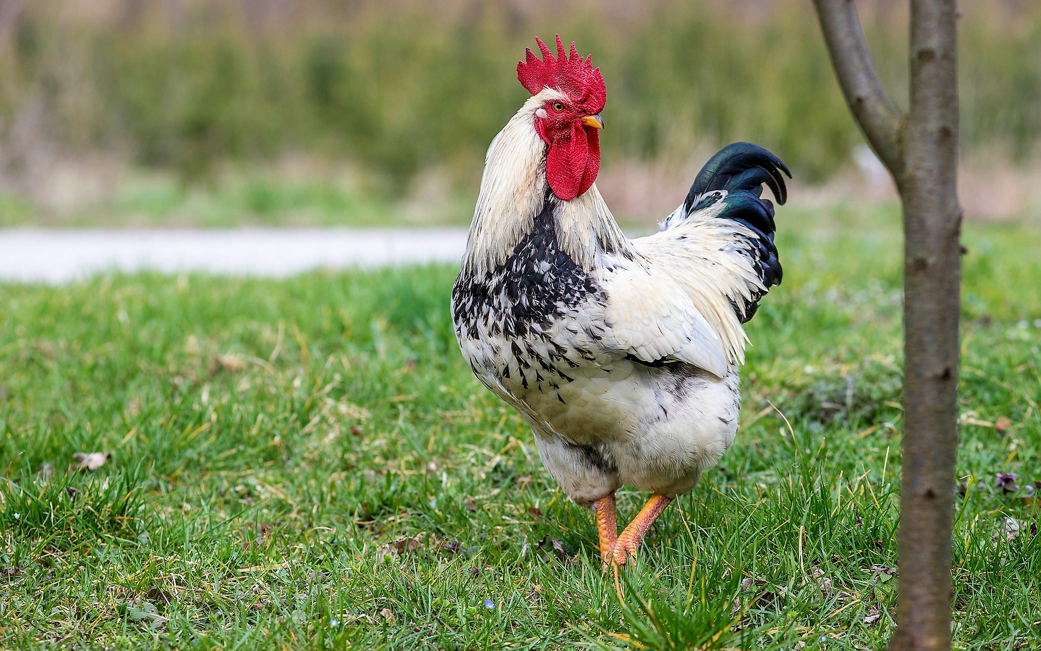 Обои трава, птица, хвост, петух, grass, bird, tail, cock разрешение 2048x1280 Загрузить