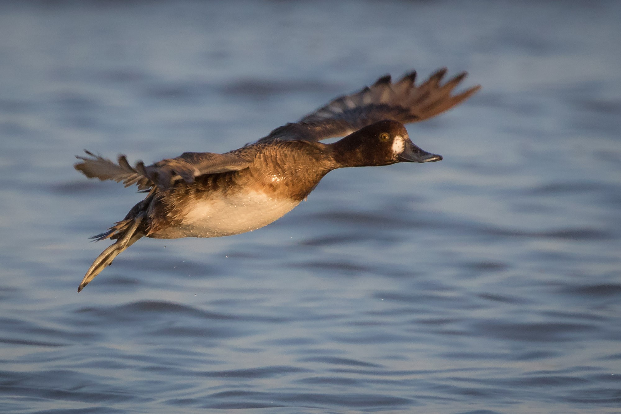 Обои вода, полет, крылья, птица, клюв, перья, утка, water, flight, wings, bird, beak, feathers, duck разрешение 2000x1333 Загрузить