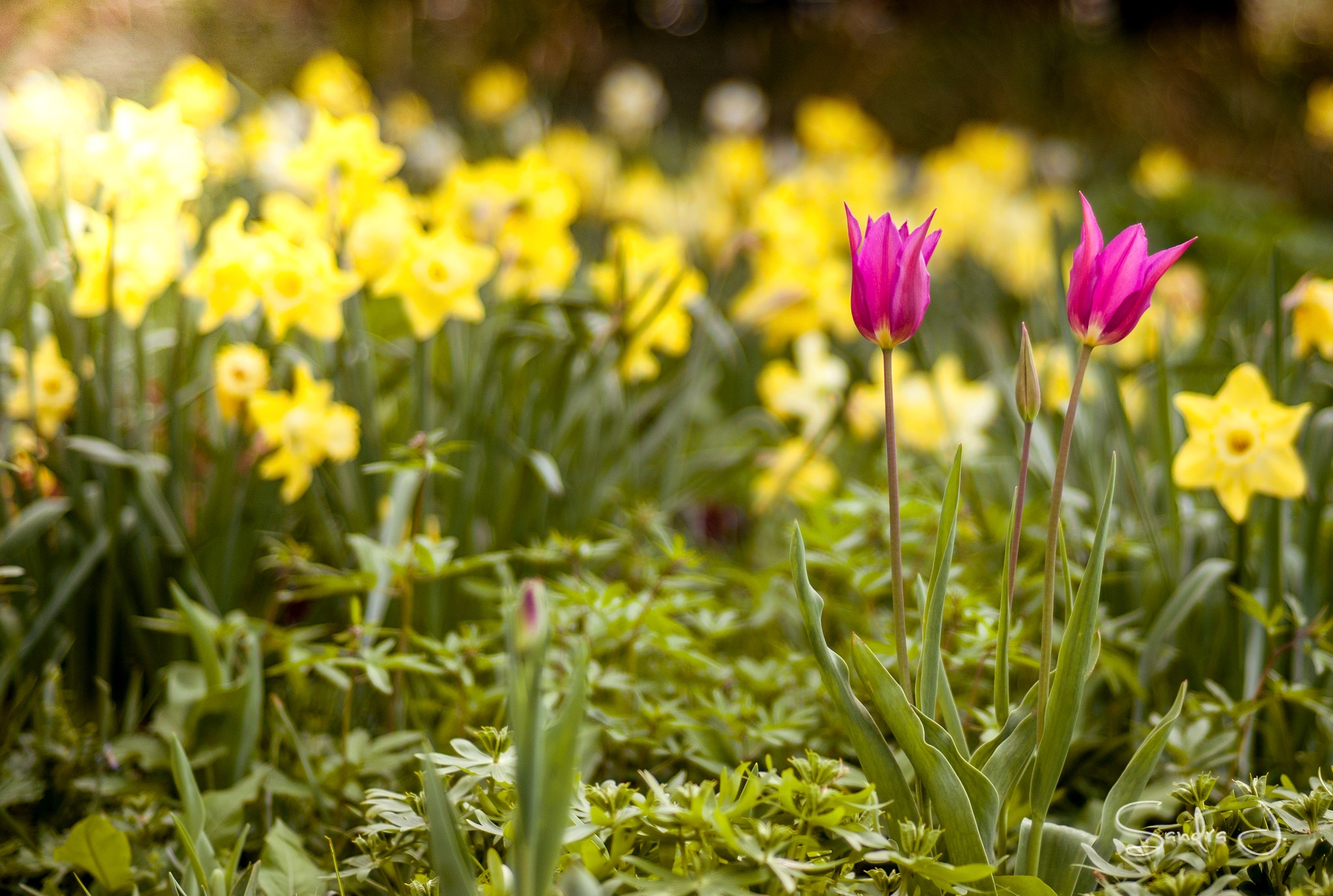 Обои цветы, весна, тюльпаны, нарциссы, flowers, spring, tulips, daffodils разрешение 2048x1377 Загрузить