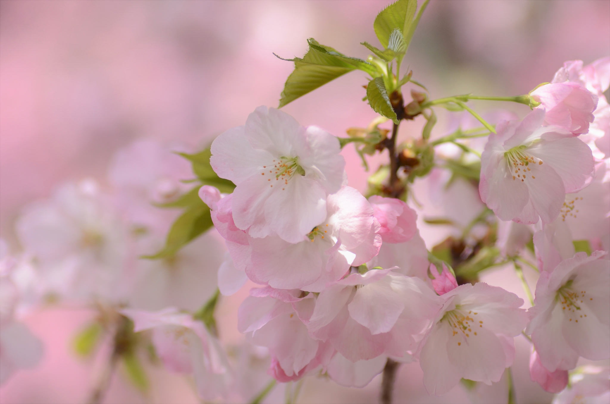 Обои ветка, цветение, макро, весна, вишня, сакура, цветки, branch, flowering, macro, spring, cherry, sakura, flowers разрешение 2048x1356 Загрузить