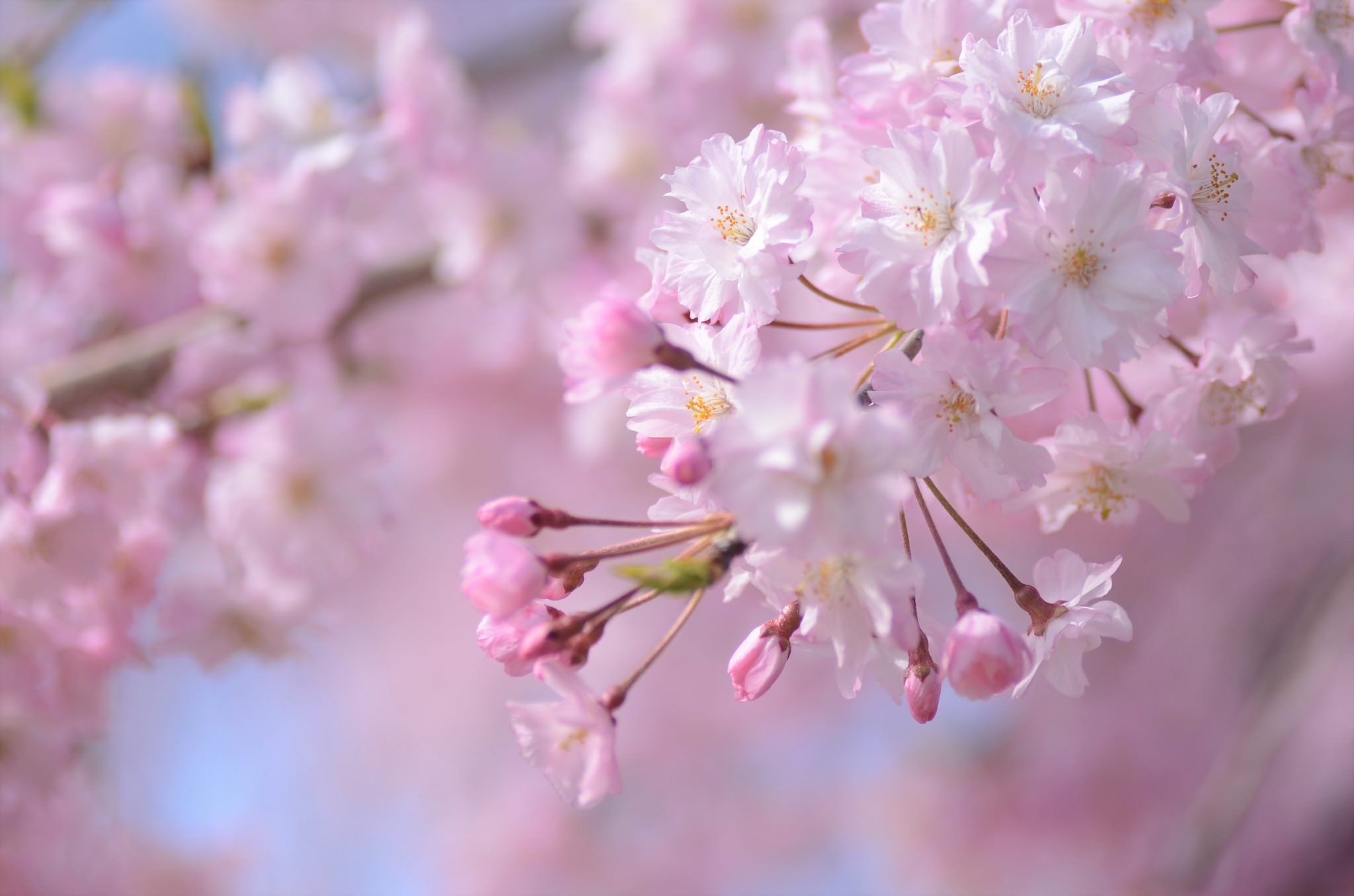 Розовая вишня букв. Цветение розовой Сакуры. Весенние цветы. Нежные весенние цветы. Цветущая вишня.