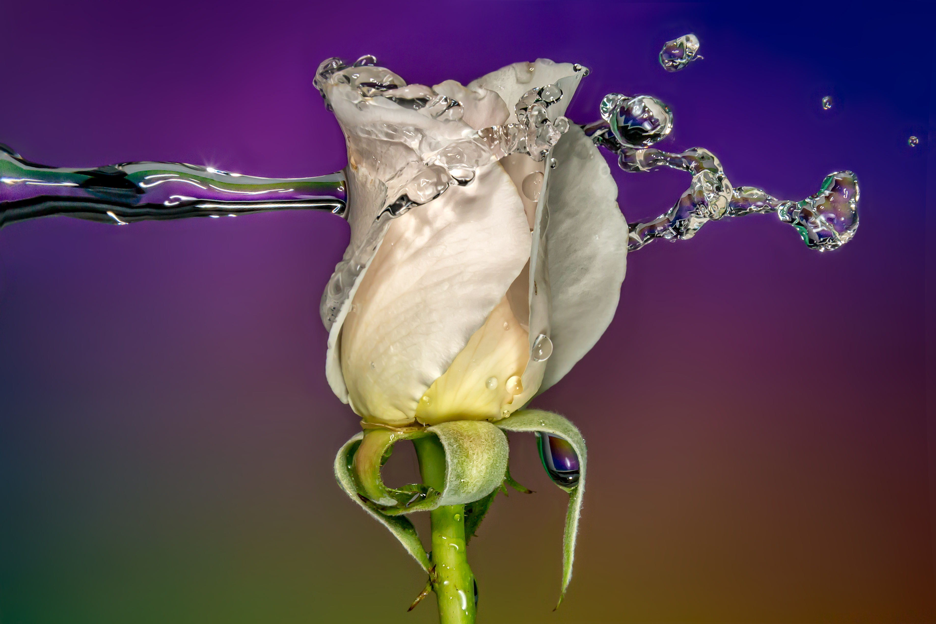 Капля воды на цветке