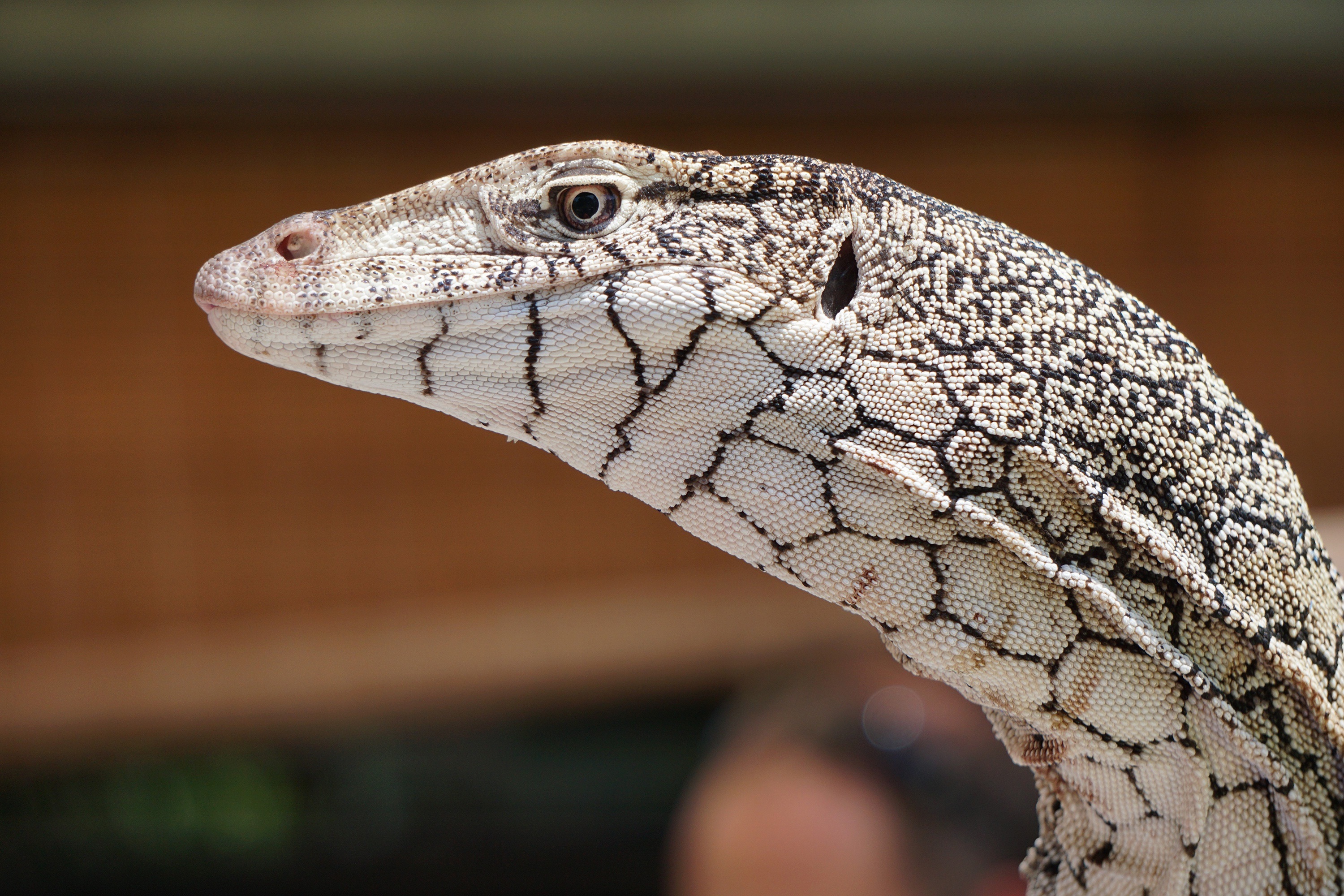 Обои взгляд, ящерица, кожа, рептилия, боке, варан, look, lizard, leather, reptile, bokeh, varan разрешение 3000x2000 Загрузить