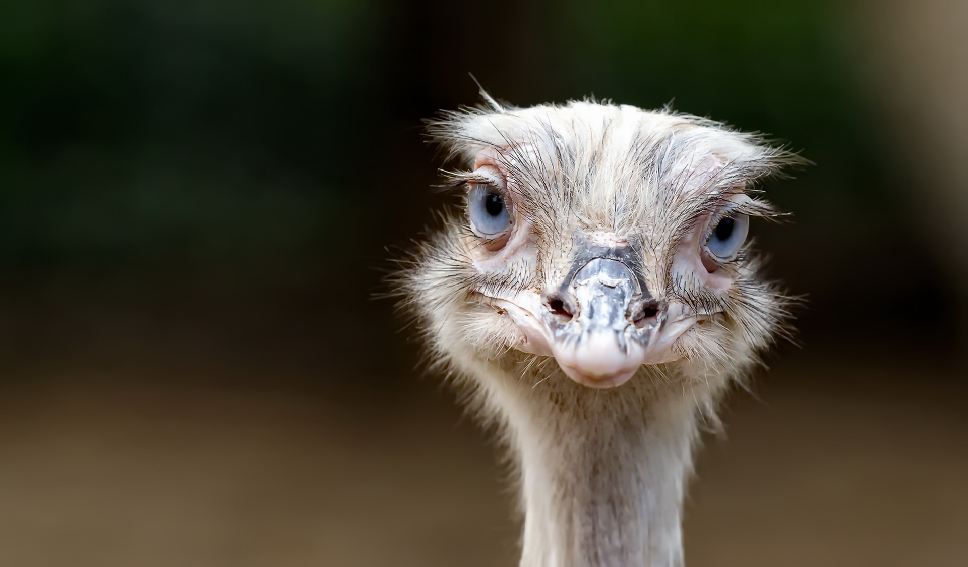 Обои глаза, фон, взгляд, птица, клюв, страус, eyes, background, look, bird, beak, ostrich разрешение 1920x1124 Загрузить