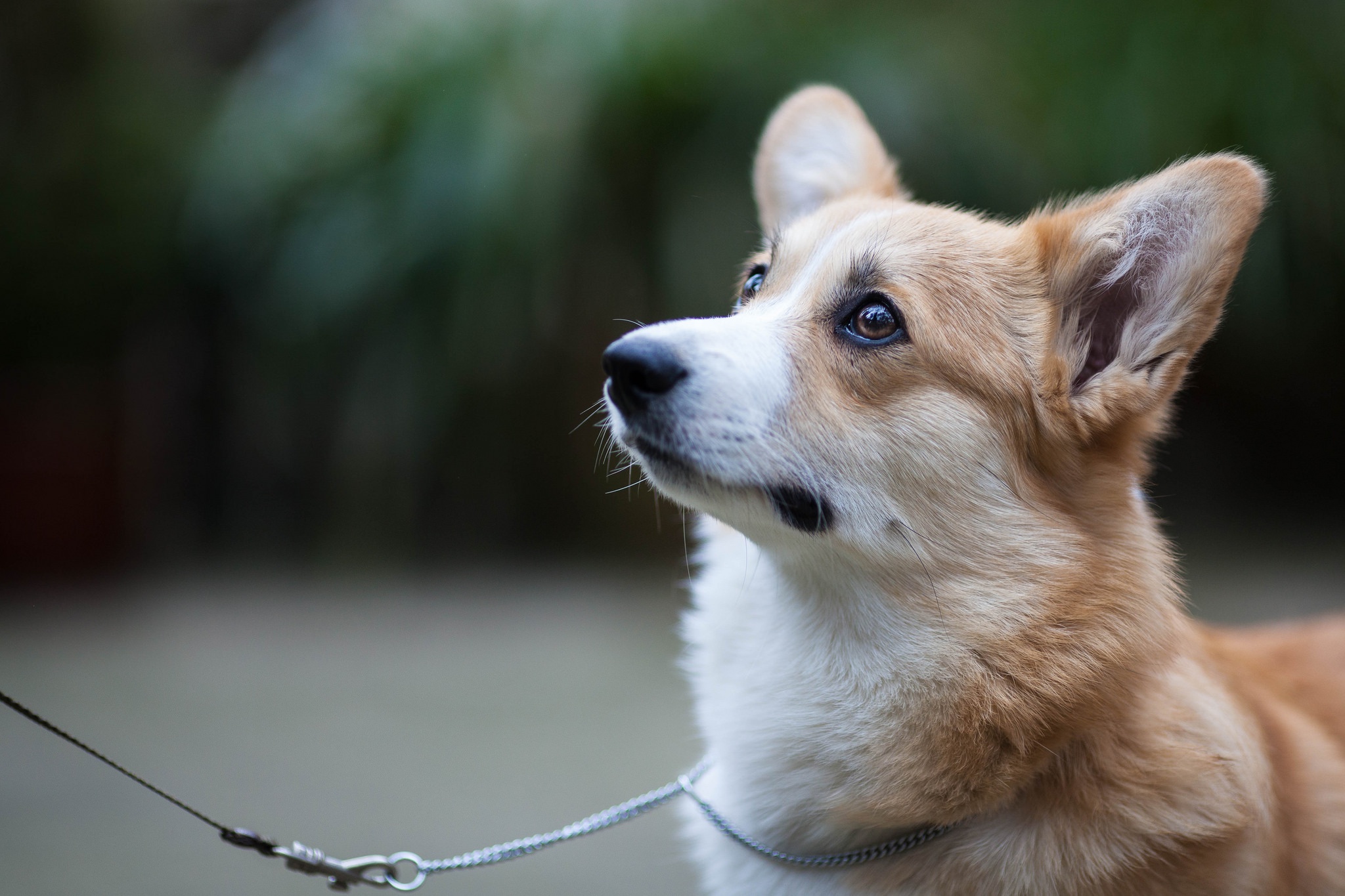 Обои мордочка, взгляд, собака, уши, поводок, вельш-корги, muzzle, look, dog, ears, leash, welsh corgi разрешение 2048x1365 Загрузить