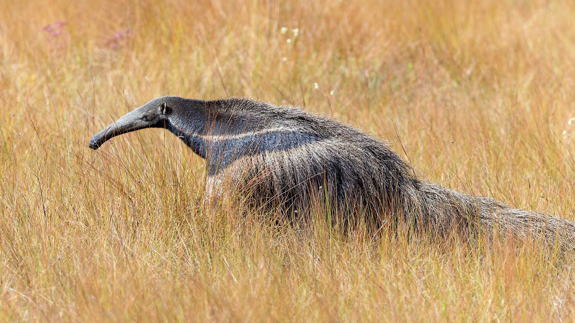 Обои трава, природа, животные, муравьед, grass, nature, animals, anteater разрешение 1920x1080 Загрузить