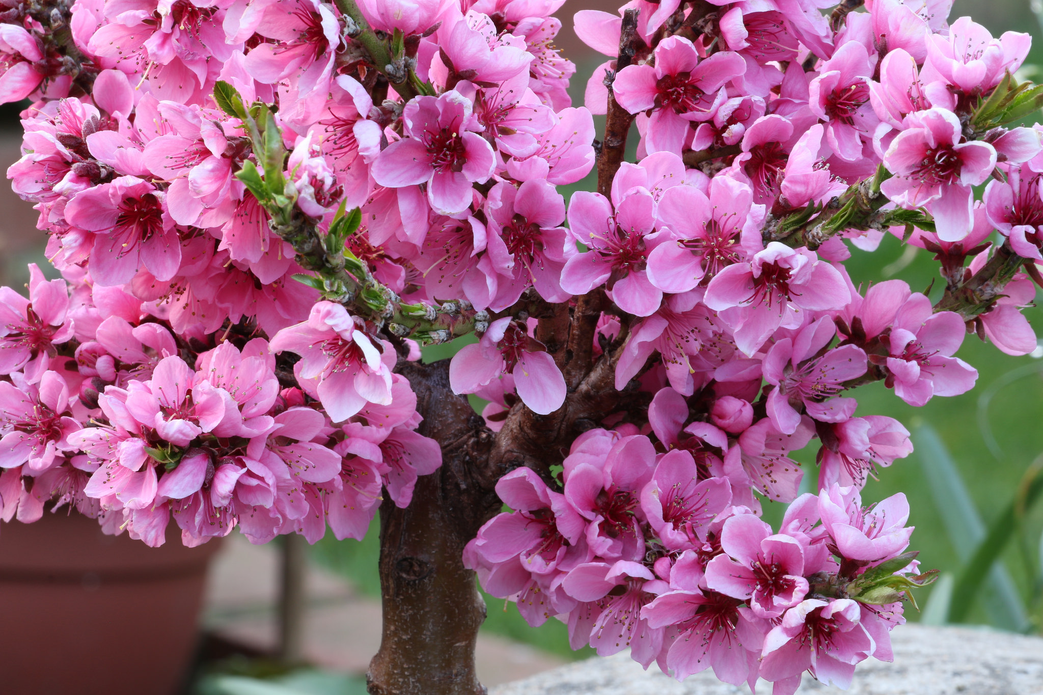 Обои цветение, весна, вишня, flowering, spring, cherry разрешение 2048x1365 Загрузить
