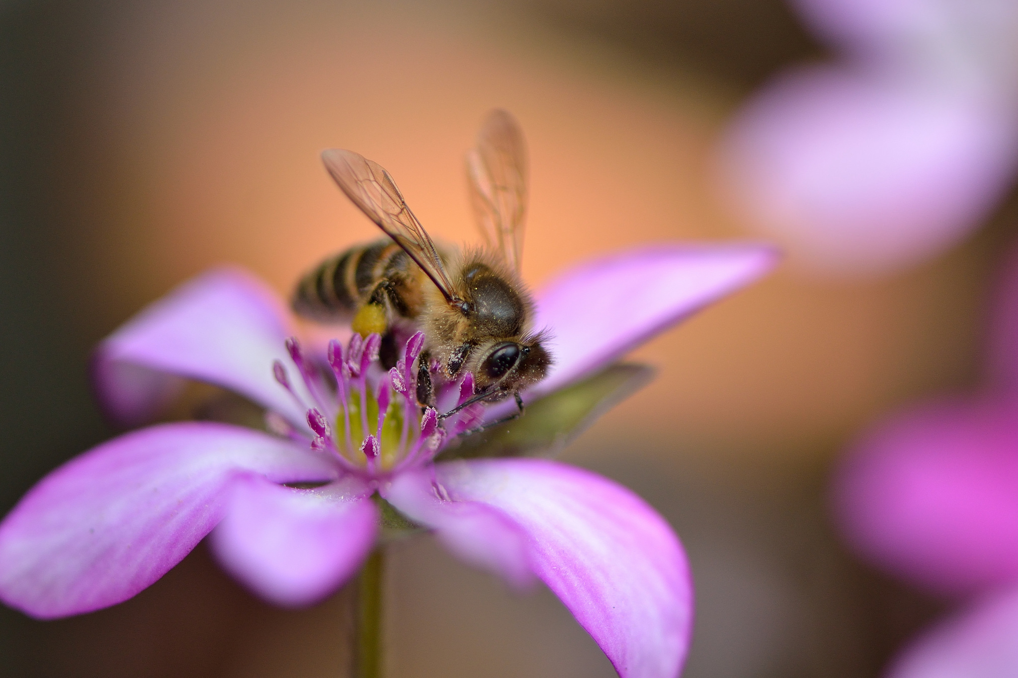 Обои насекомое, цветок, лепестки, крылья, розовый, пчела, insect, flower, petals, wings, pink, bee разрешение 2048x1365 Загрузить