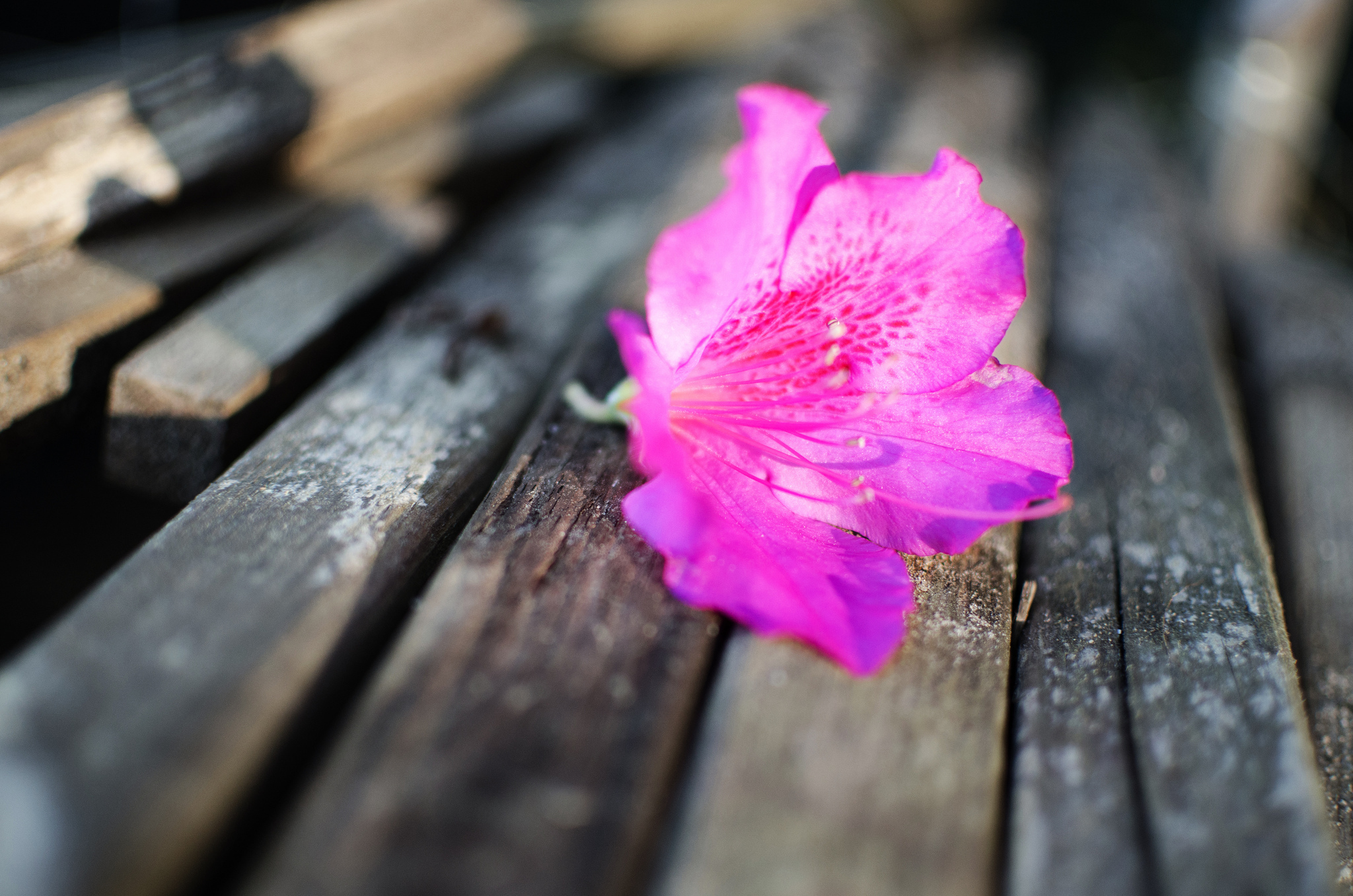 Обои цветок, лепестки, лежит, бутон, скамейка, розовый, flower, petals, lies, bud, bench, pink разрешение 2048x1356 Загрузить