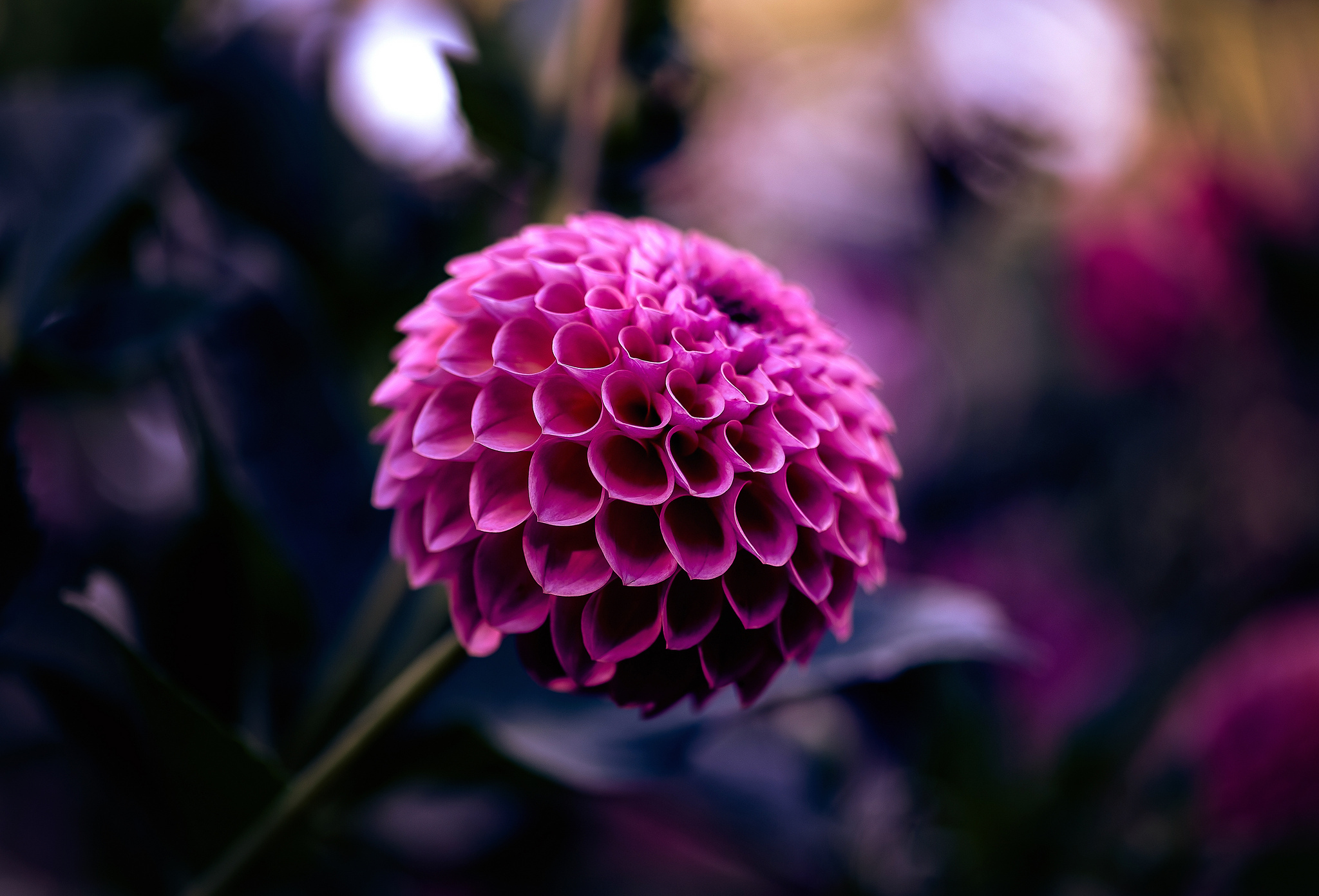 Обои цветок, размытость, георгин, малиновый, flower, blur, dahlia, raspberry разрешение 2048x1391 Загрузить