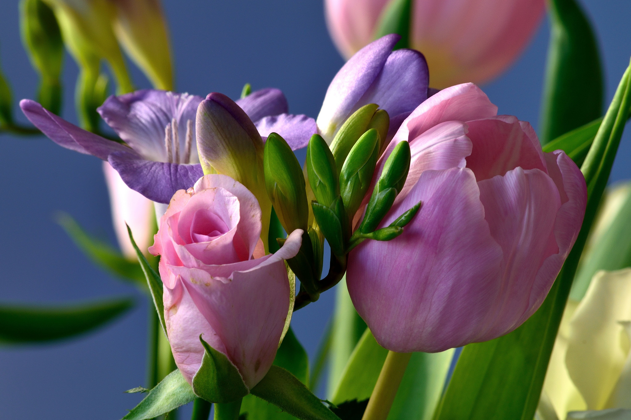 Обои цветы, розы, букет, тюльпаны, ирисы, композиция, flowers, roses, bouquet, tulips, irises, composition разрешение 2048x1365 Загрузить