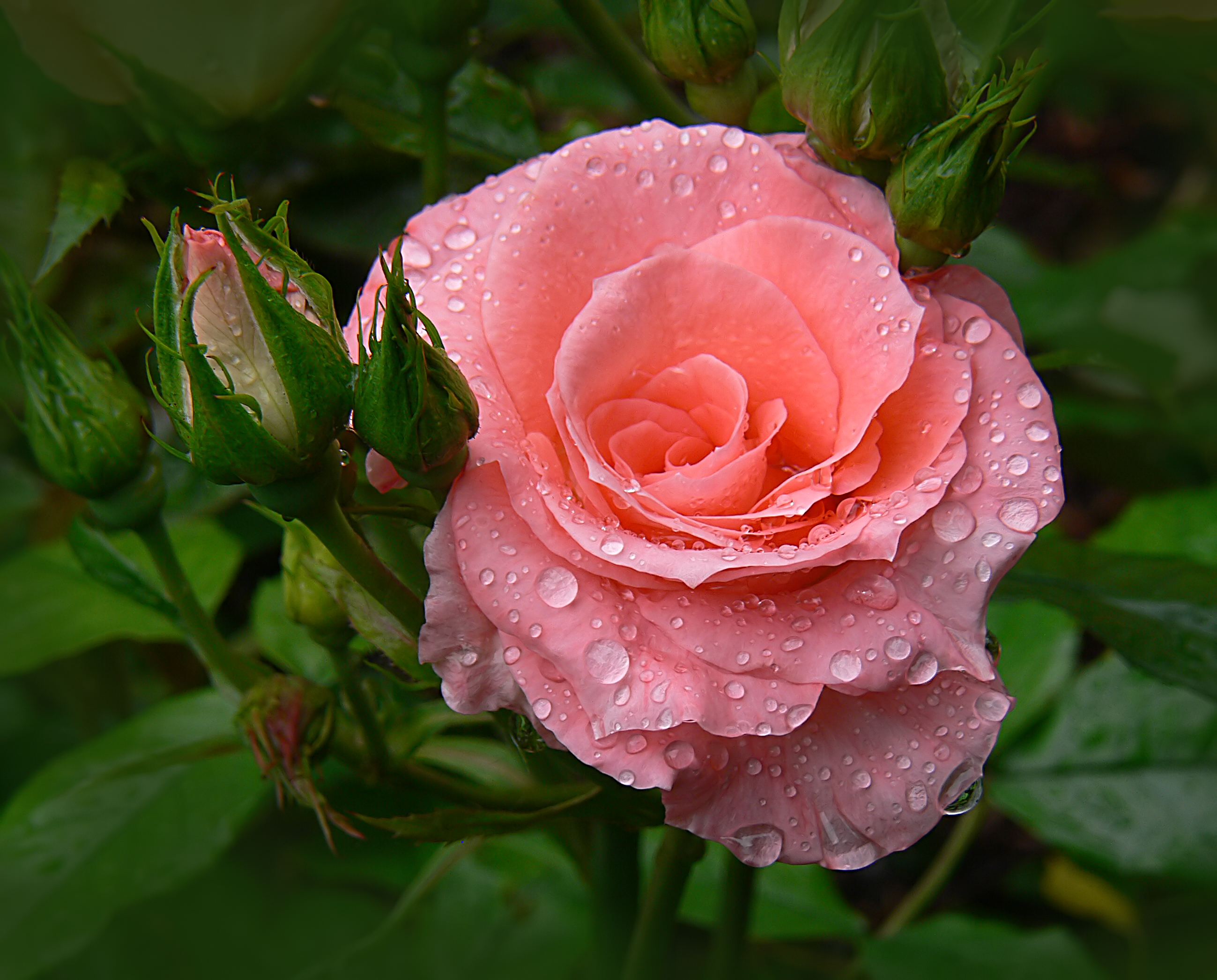 Обои цветы, листья, капля, роза, лепестки, бутон, капли дождя, flowers, leaves, drop, rose, petals, bud, raindrops разрешение 2598x2093 Загрузить