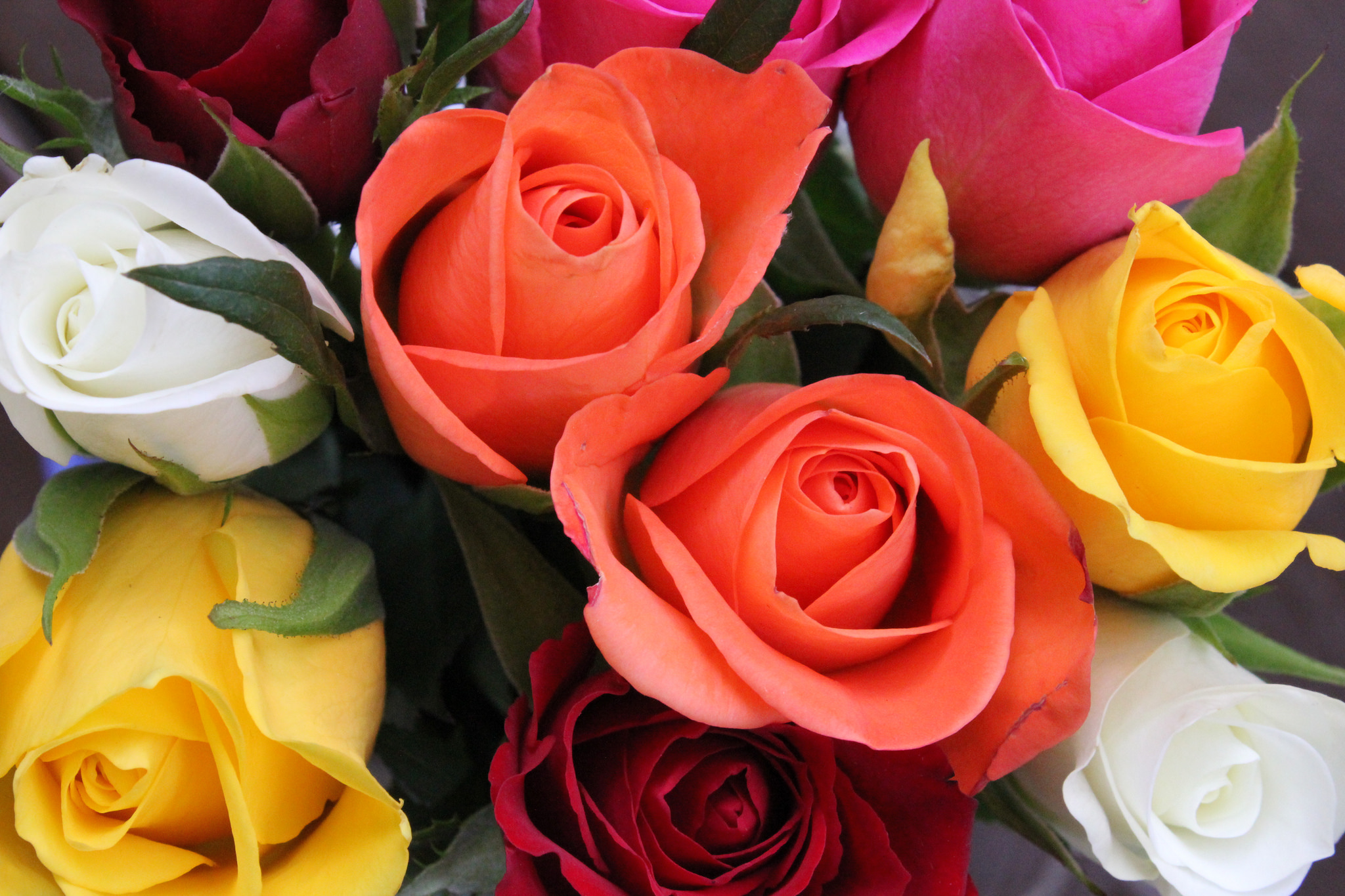 Фотки красивых роз. Красивые розы. Розы разные. Яркие розы. Цветы разные красивые.