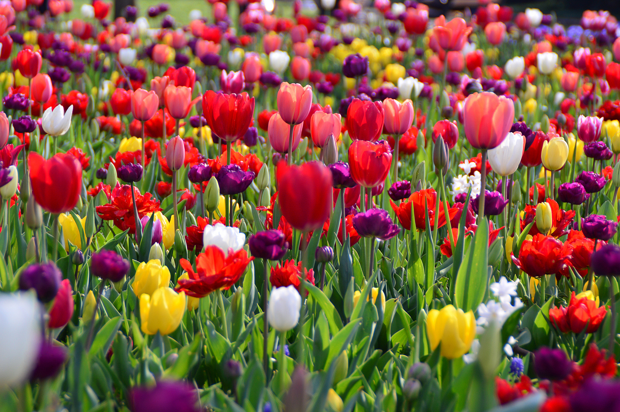 Көктем суреттері. Весенние цветы. Цветы тюльпаны. Тюльпаны разноцветные. Весенние тюльпаны.