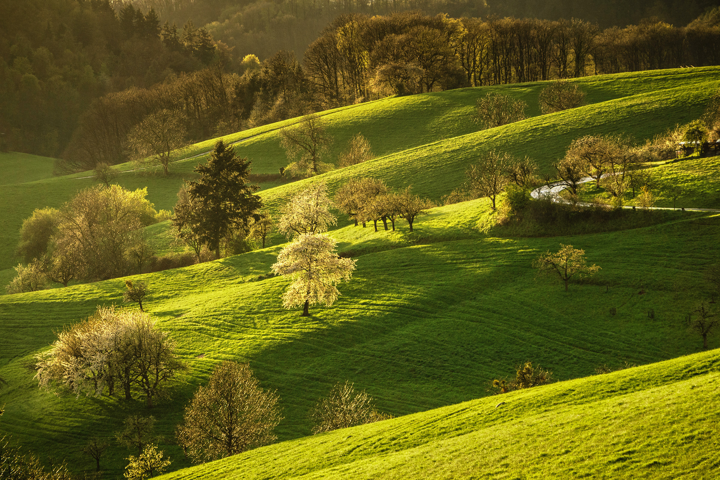 Обои деревья, холмы, природа, цветение, весна, trees, hills, nature, flowering, spring разрешение 2400x1600 Загрузить