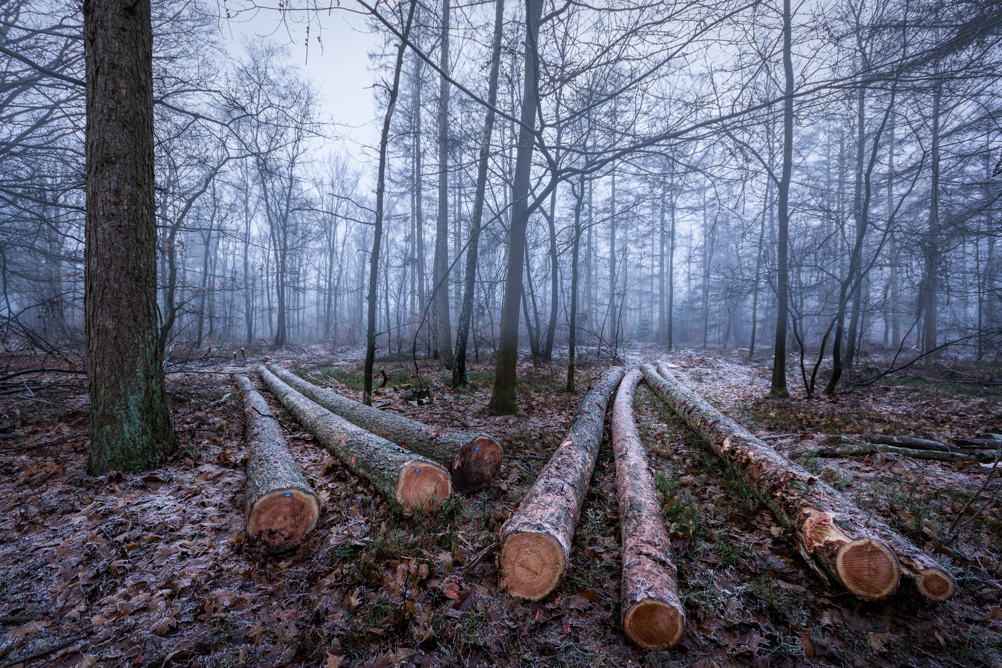 Обои деревья, лес, зима, иней, бревна, trees, forest, winter, frost, logs разрешение 2048x1365 Загрузить