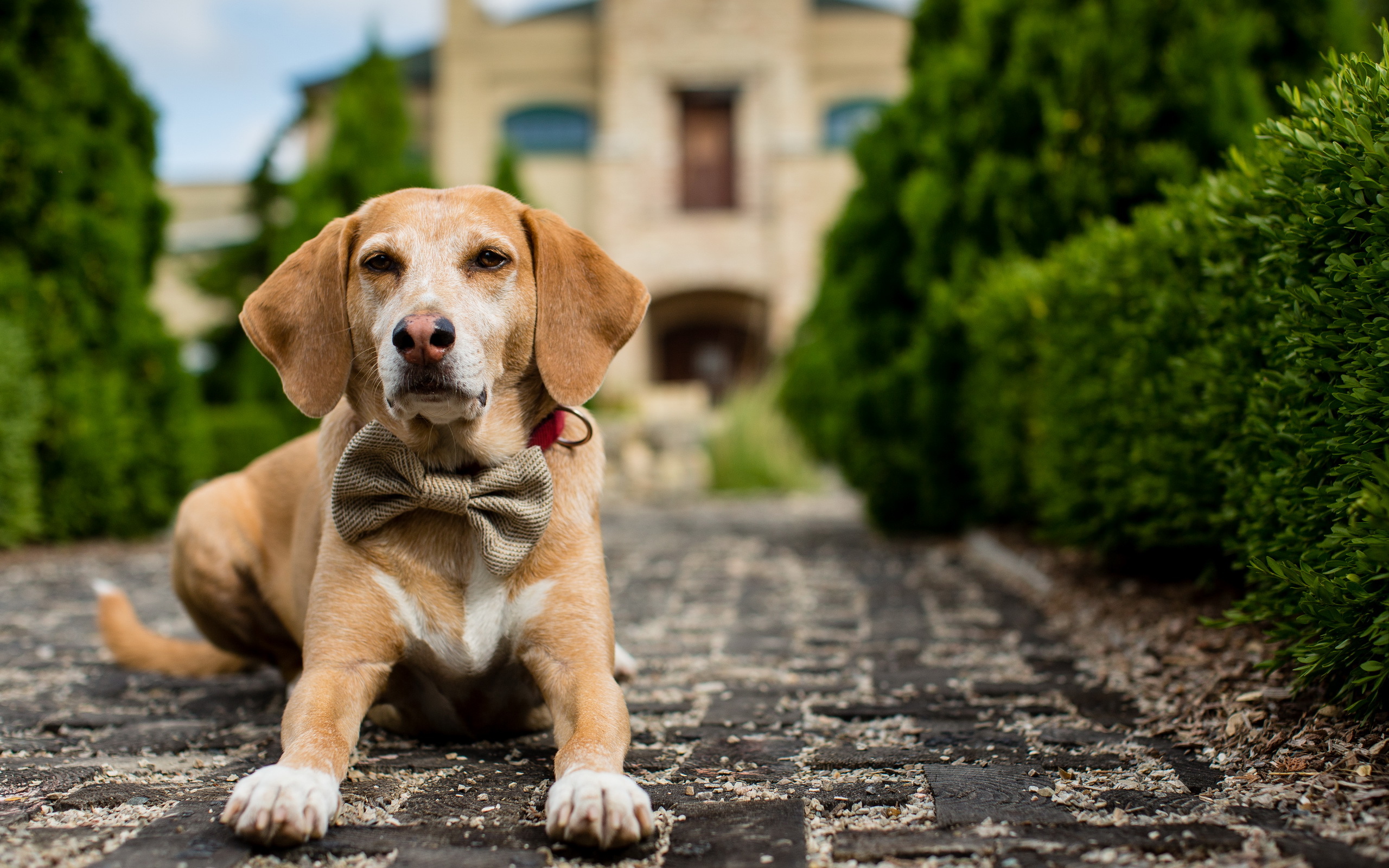 A dog. Красивые собаки. Обои с собаками. Фон собаки. Картинки собак.