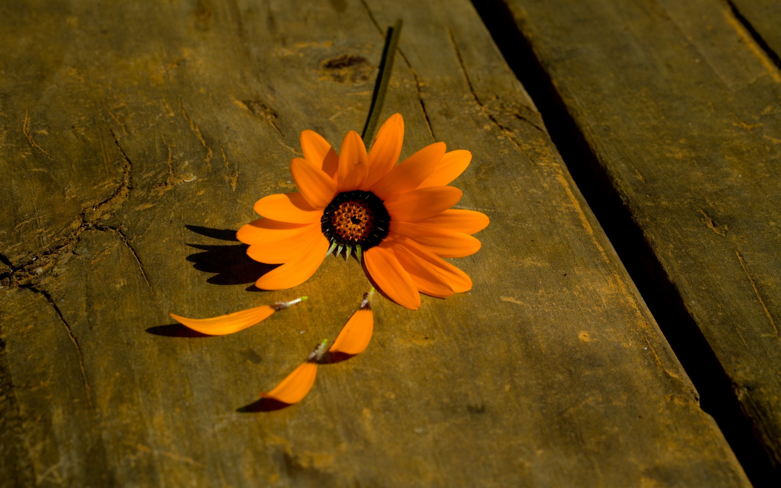Обои фон, цветок, лепестки, оранжевый, background, flower, petals, orange разрешение 2560x1600 Загрузить
