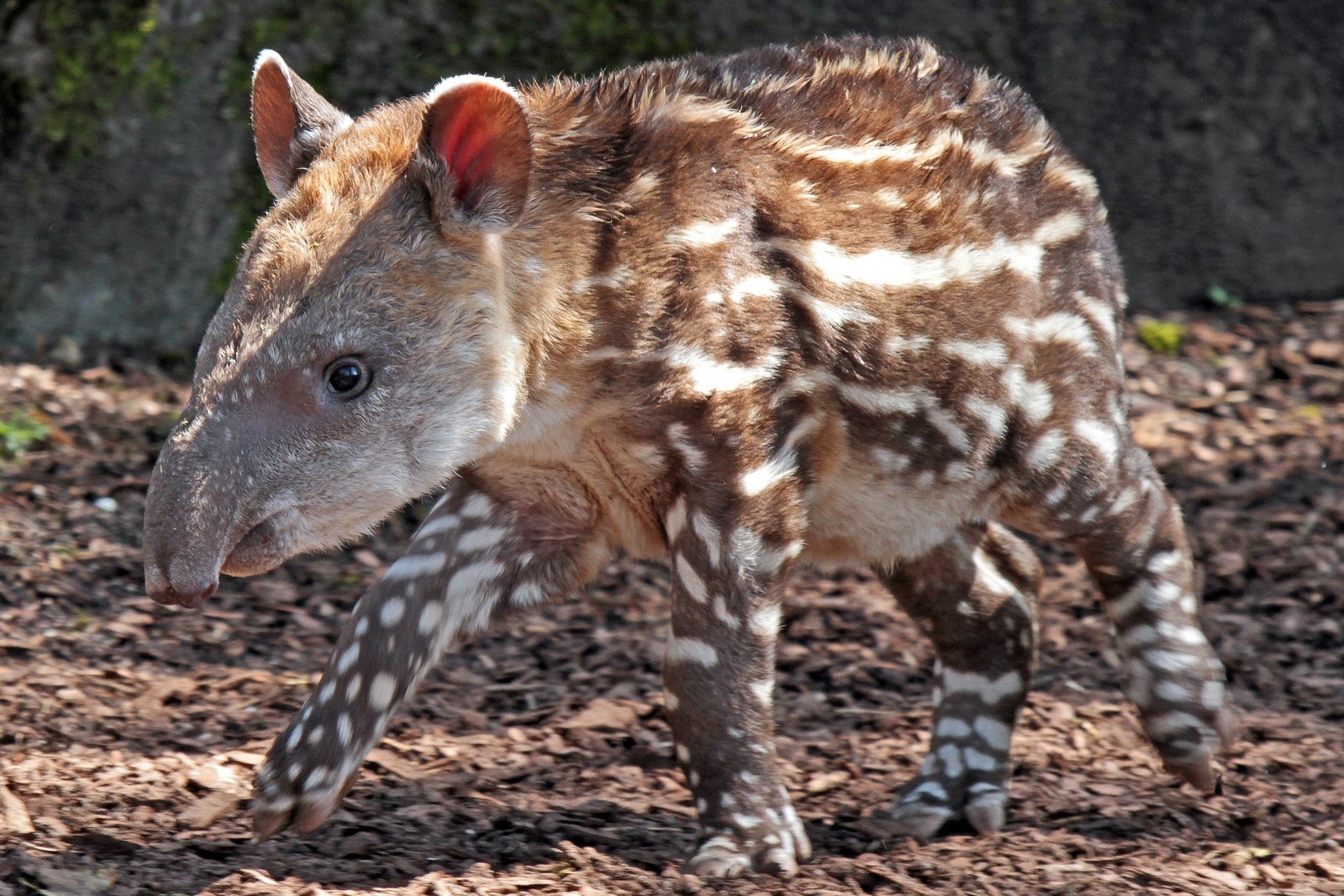Обои лапы, пятна, животное, нос, тапир, paws, spot, animal, nose, tapir разрешение 2043x1362 Загрузить