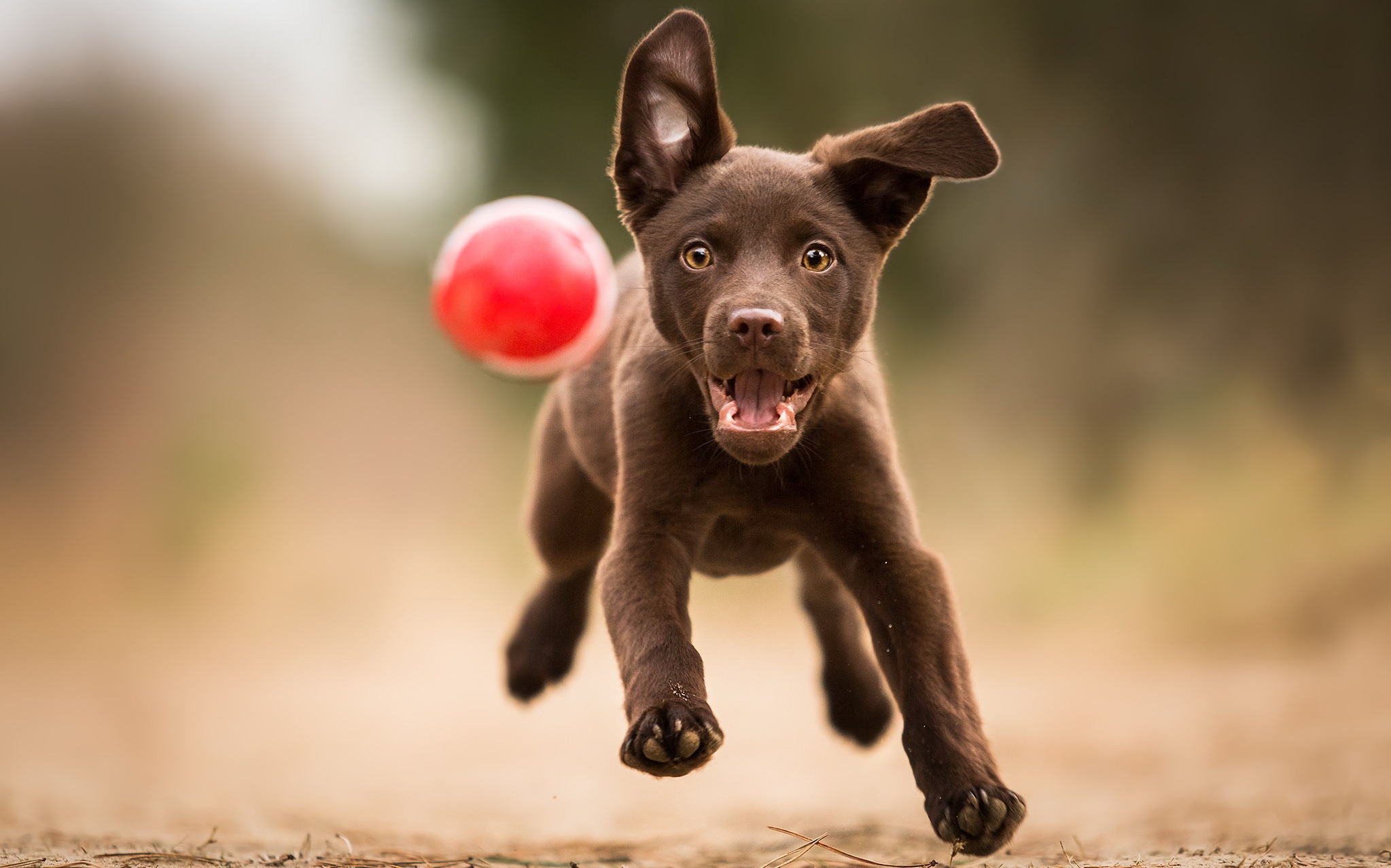 Обои лапы, лабрадор, взгляд, собака, щенок, игра, друг, мяч, бег, paws, labrador, look, dog, puppy, the game, each, the ball, running разрешение 2047x1278 Загрузить