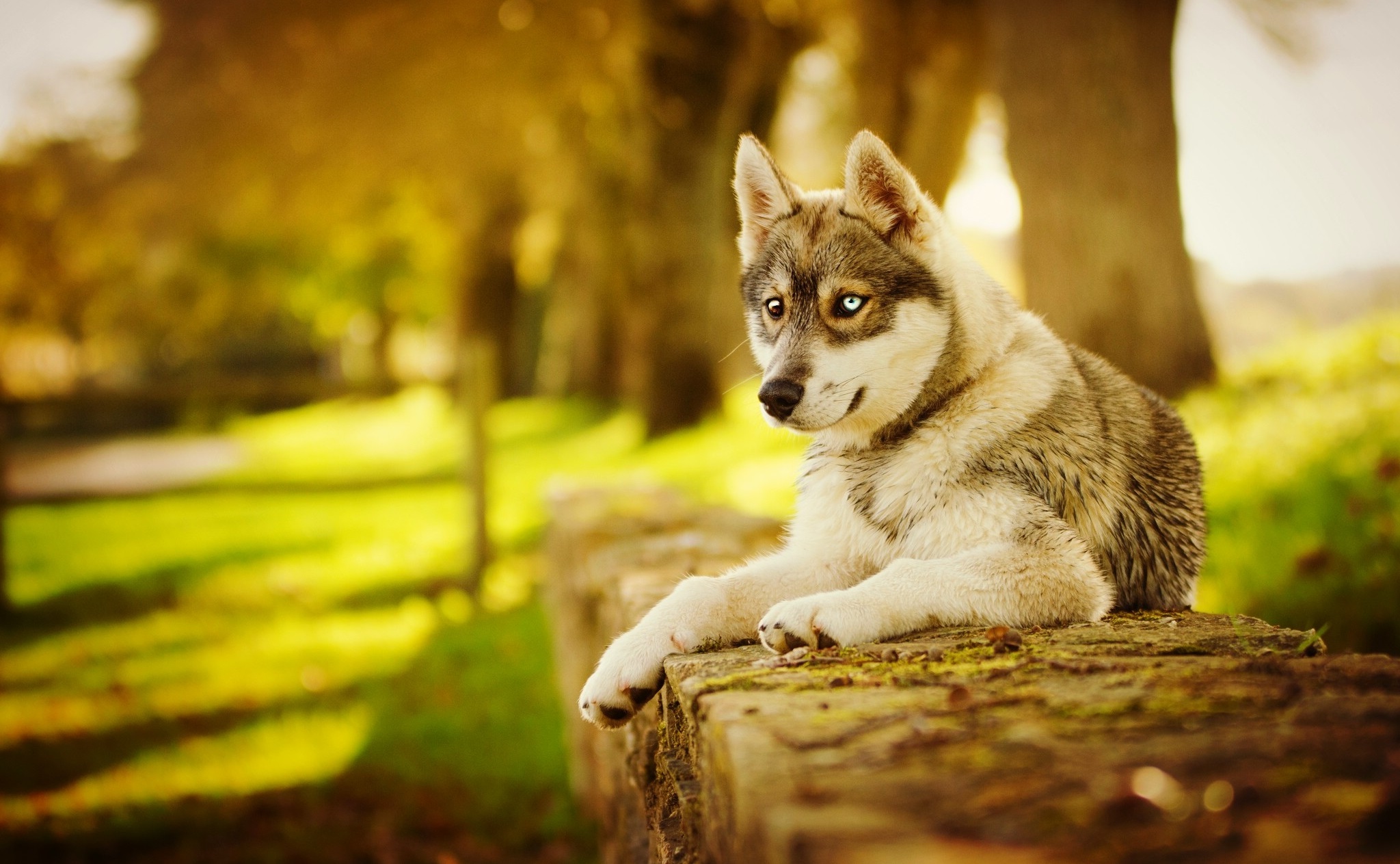 Обои морда, лапы, осень, собака, хаски, face, paws, autumn, dog, husky разрешение 2048x1263 Загрузить