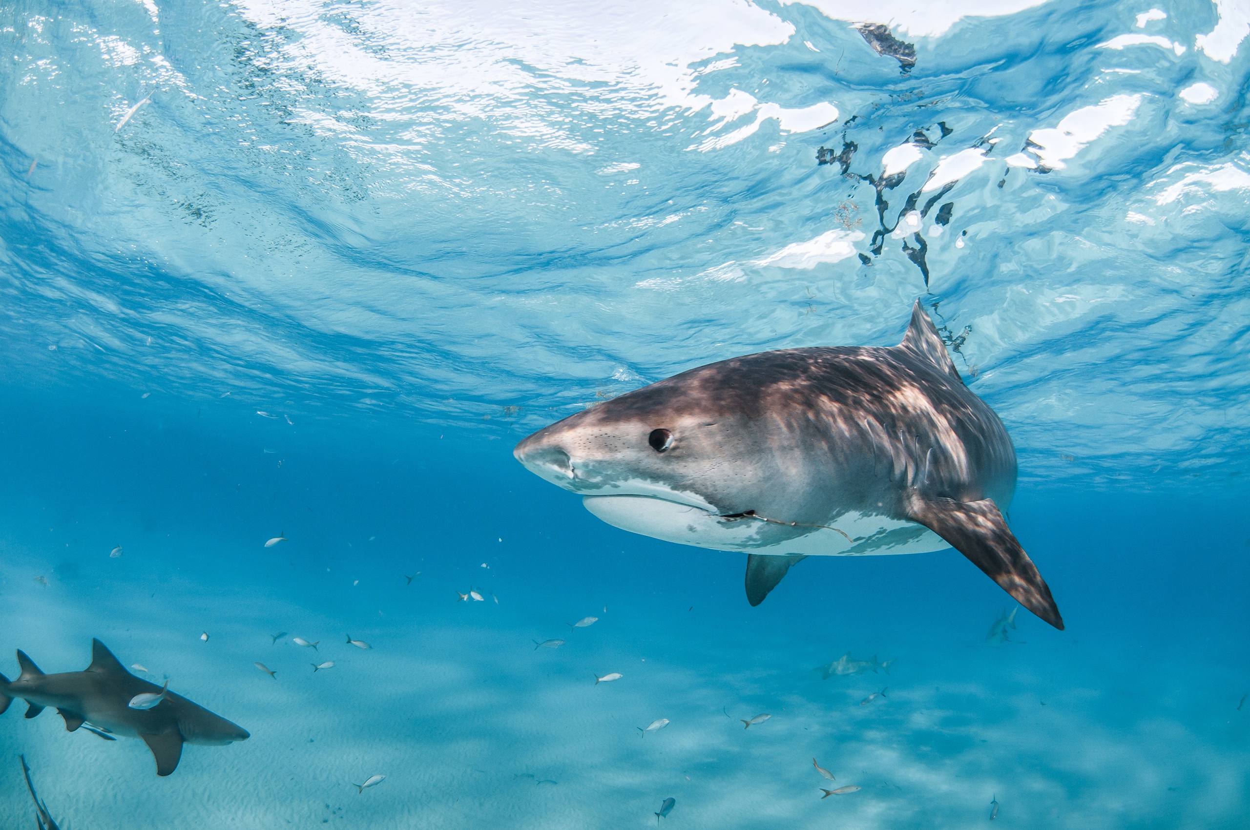 Обои море, рыбы, океан, под водой, подводный мир, акулы, sea, fish, the ocean, under water, underwater world, sharks разрешение 2560x1700 Загрузить