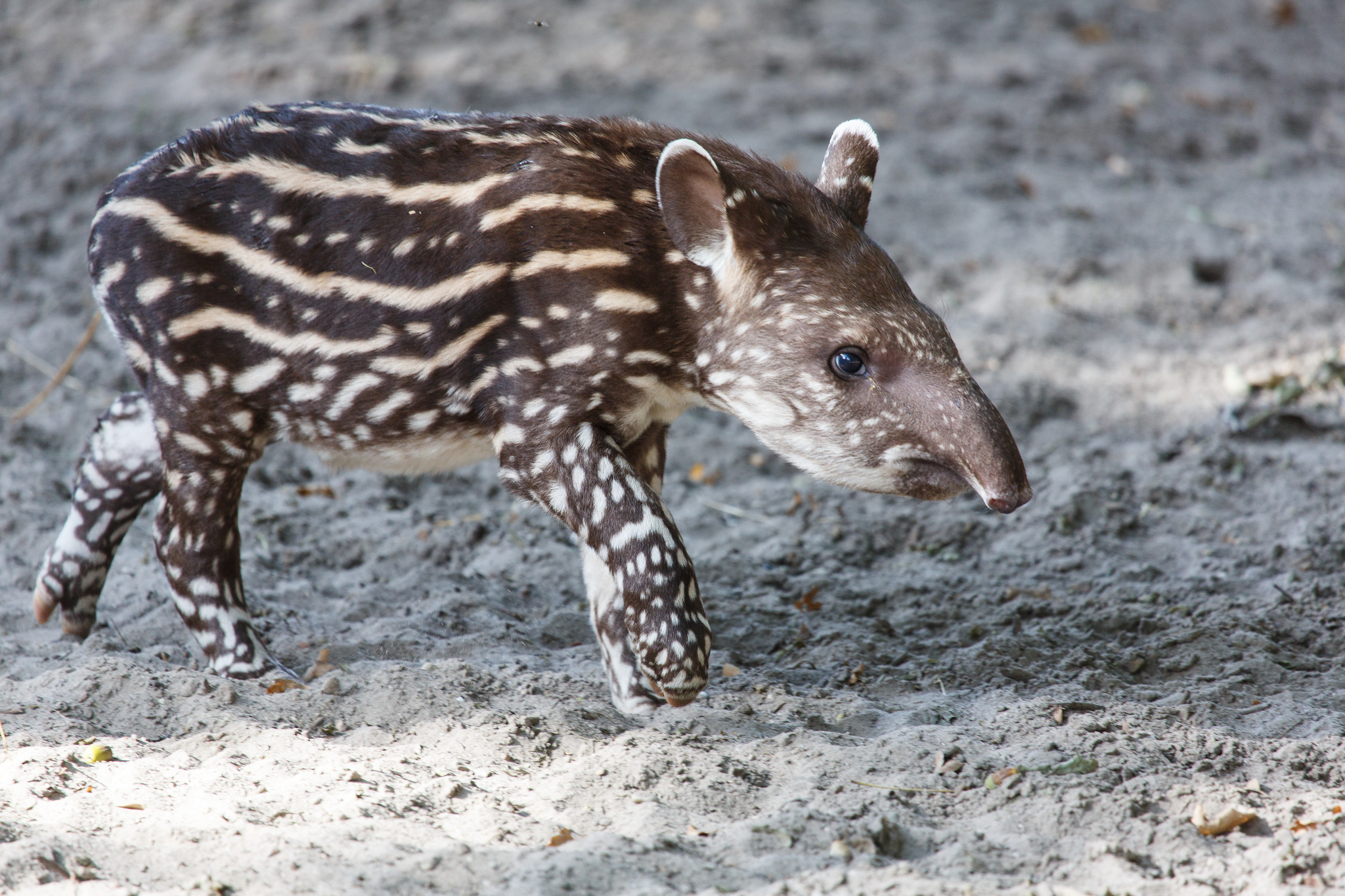 Самого редкого зверя. Тапир пятнистый. Горный тапир (Tapirus pinchaque). Горный тапир детеныш. Карликовый тапир.