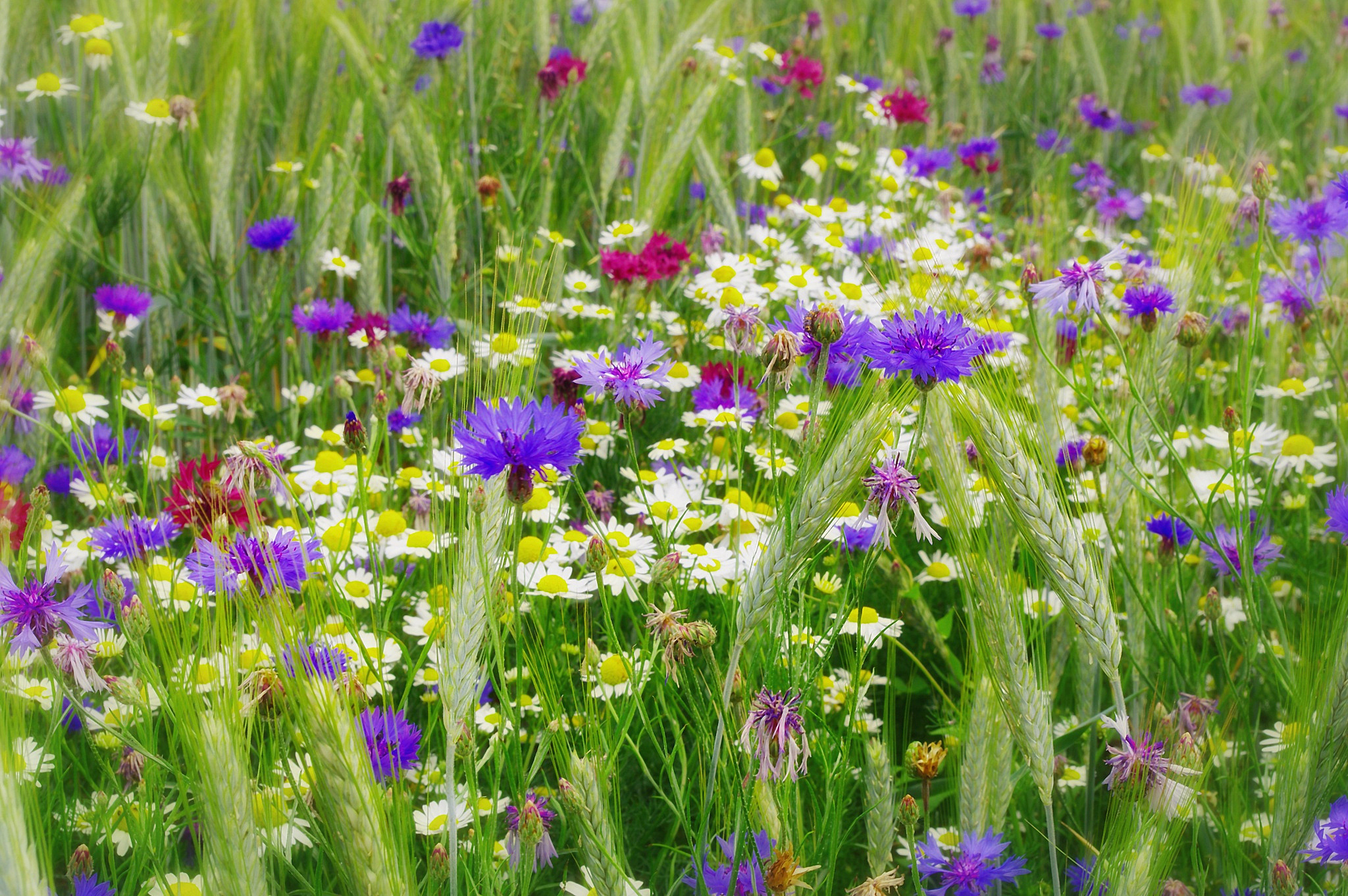 Полевые цветы в поле бесплатно