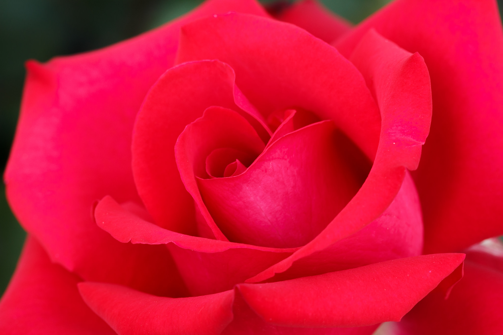 Обои макро, цветок, роза, лепестки, бутон, macro, flower, rose, petals, bud разрешение 2048x1365 Загрузить