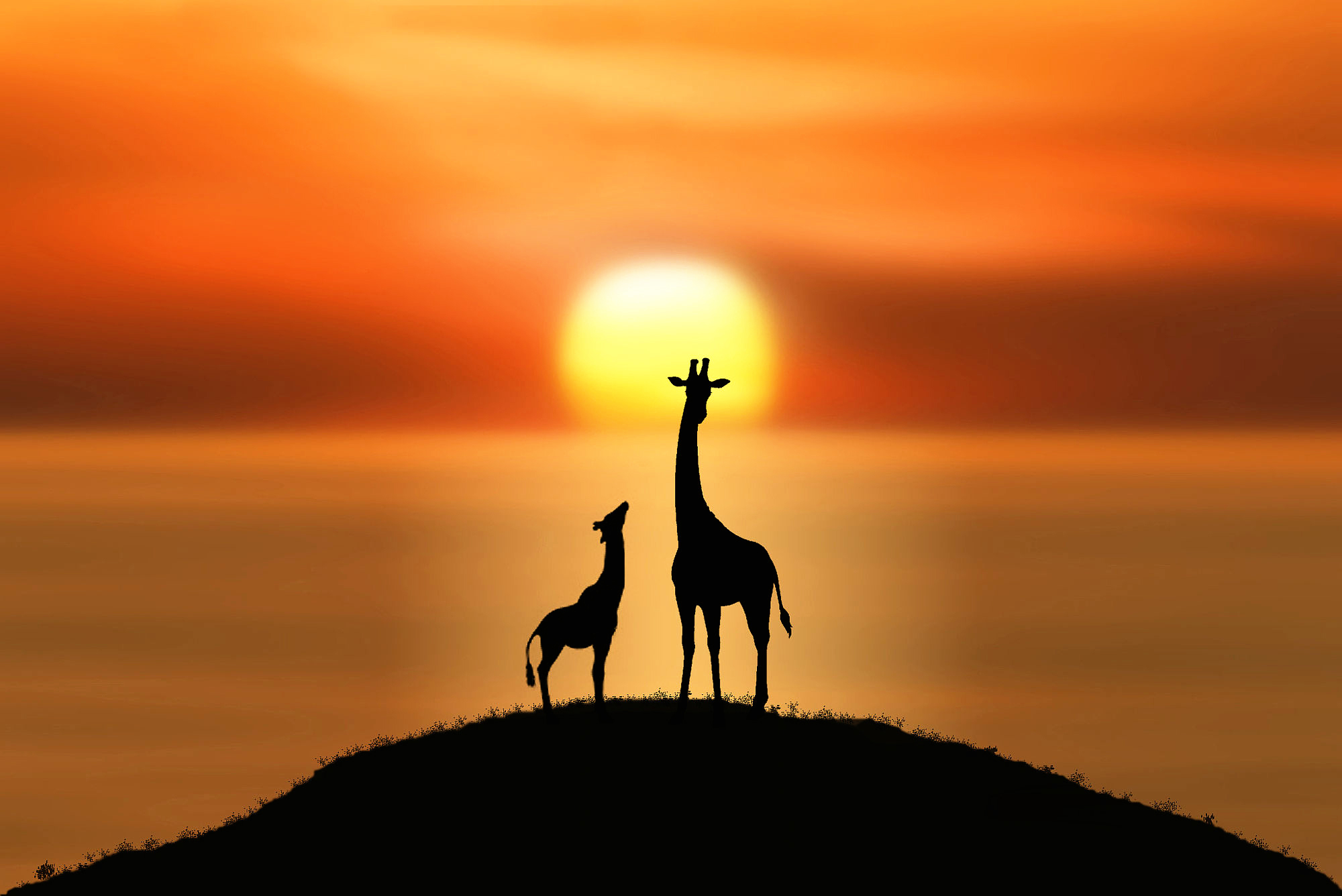 Обои солнце, силуэты, холм, жирафы, the sun, silhouettes, hill, giraffes разрешение 2000x1336 Загрузить
