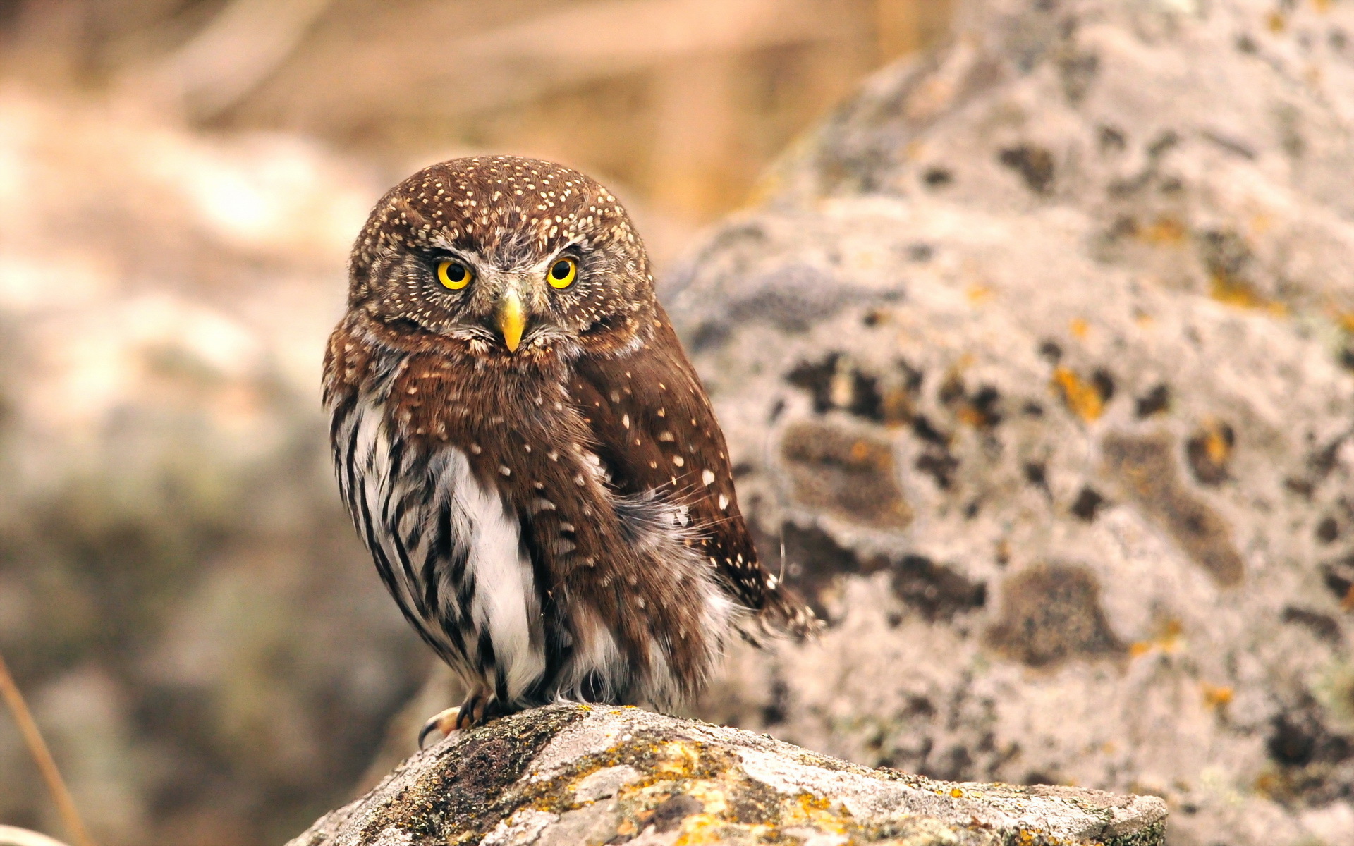 Обои сова, природа, птица, клюв, перья, owl, nature, bird, beak, feathers разрешение 1920x1200 Загрузить